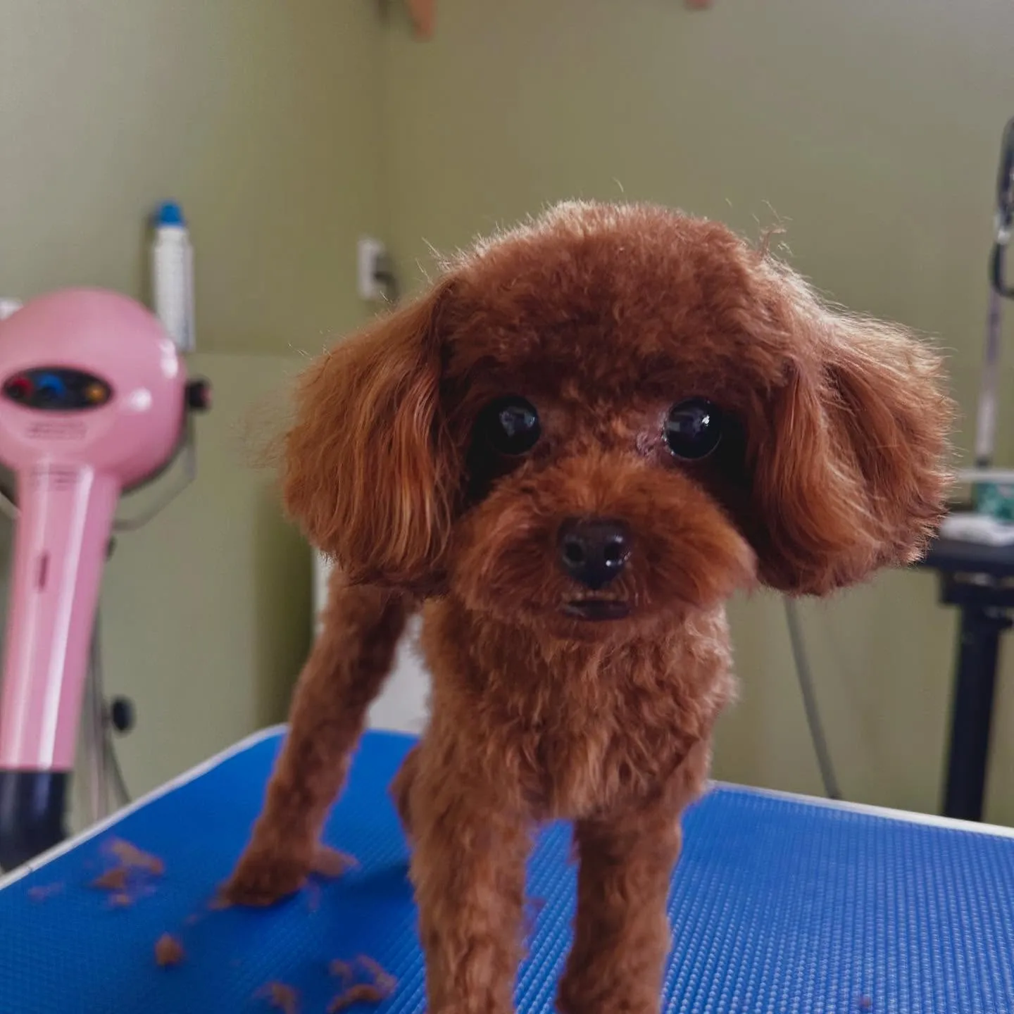 入会してくれたむくちゃんです🎶