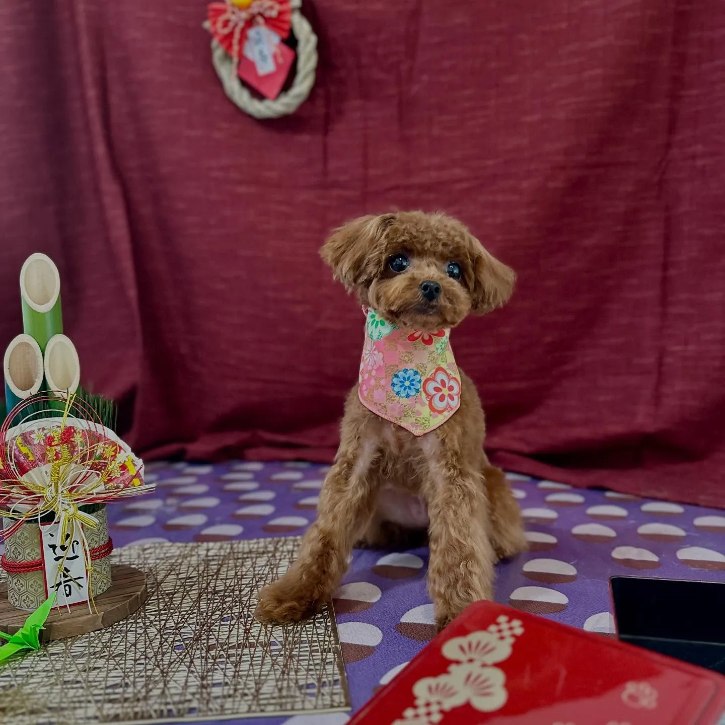 入会してくれたむくちゃんです🎶