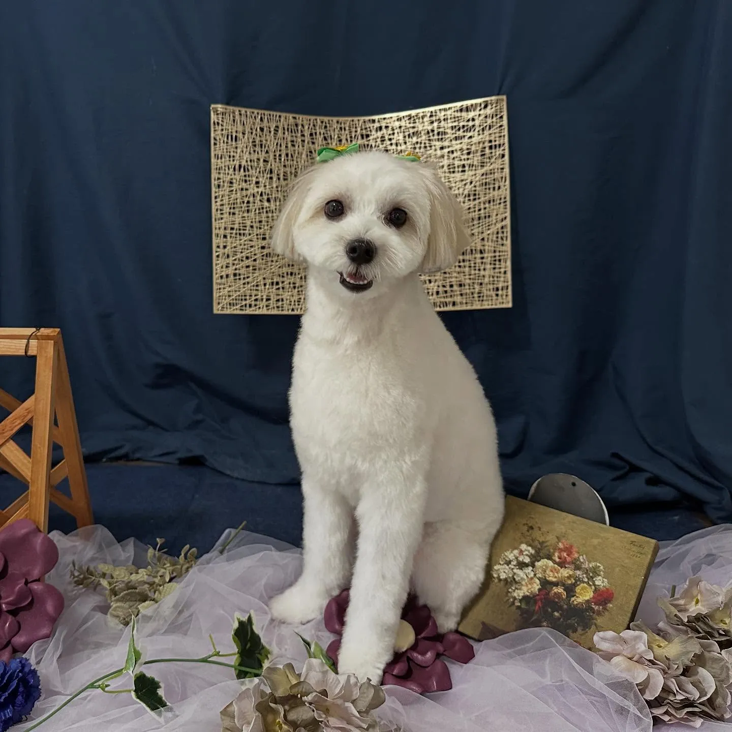 トリミングのセットメニューをご利用頂いたわんこたち🎶