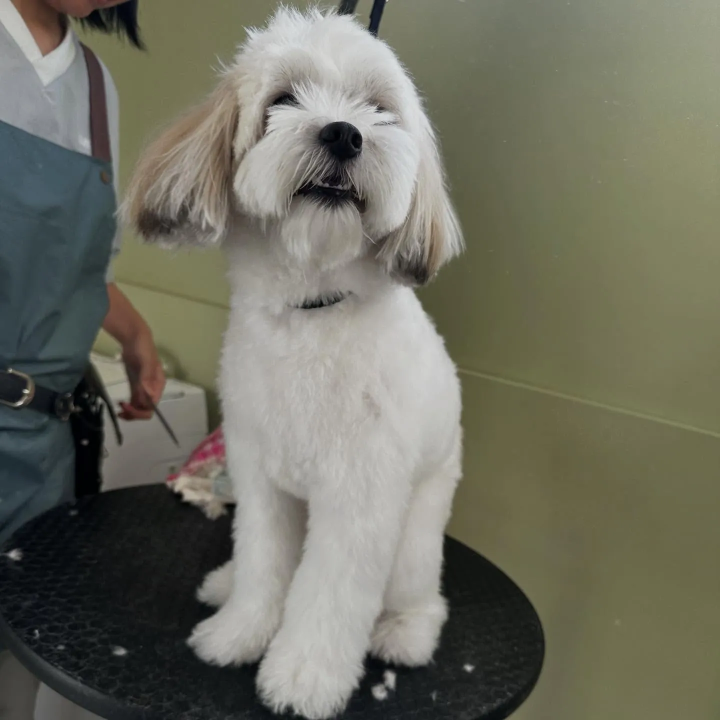 トリミングのセットメニューをご利用頂いたわんこたち🎶