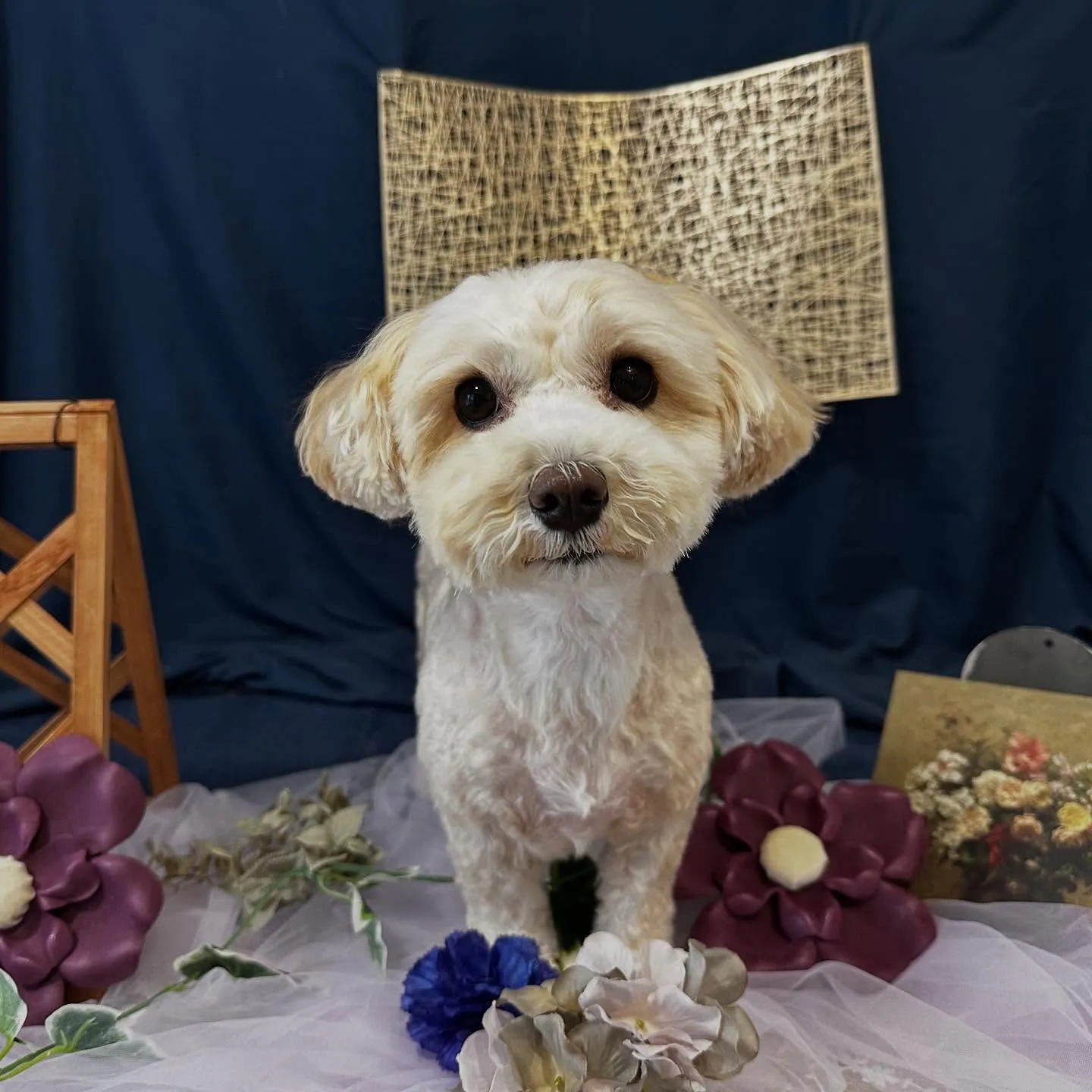 トリミングのセットメニューをご利用頂いたわんこたち🎶