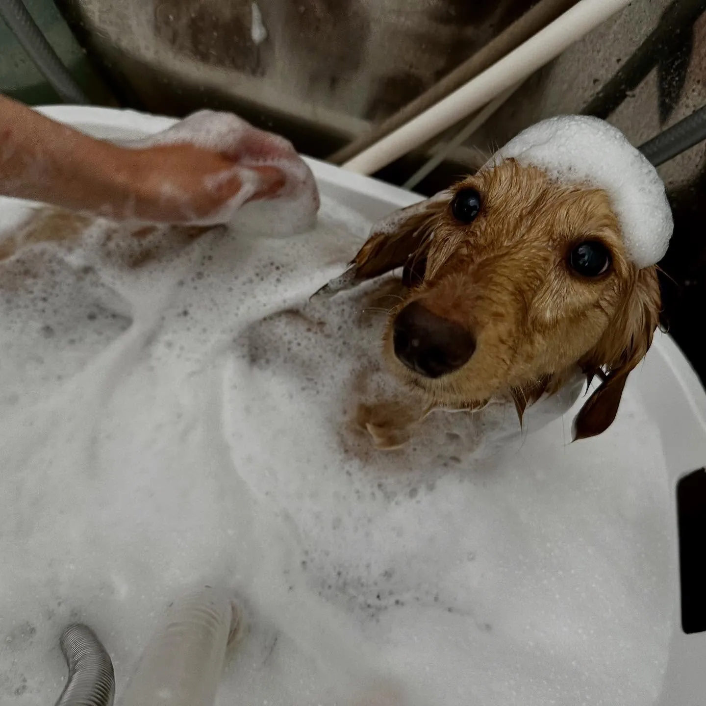 トリミングのセットメニューをご利用頂いたわんこたち🎶