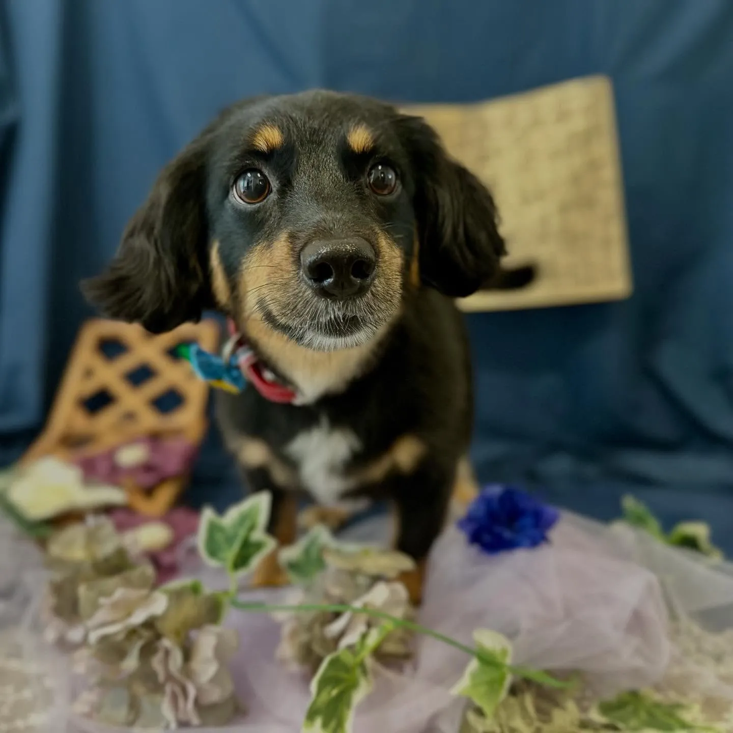 トリミングのセットメニューをご利用頂いたわんこたち🎶