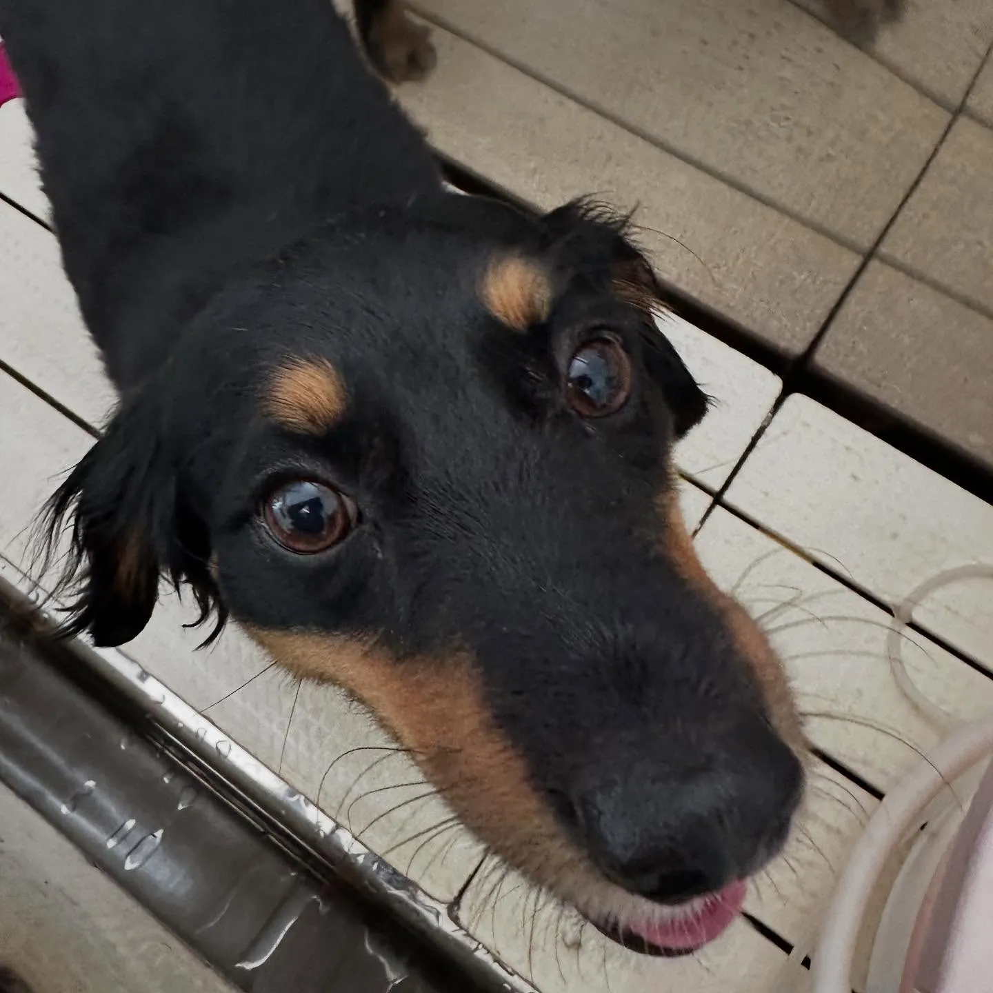 トリミングのセットメニューをご利用頂いたわんこたち🎶