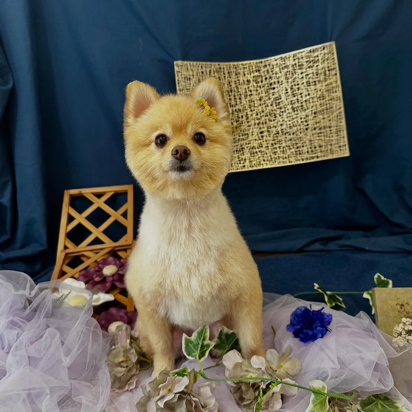 トリミングのセットメニューをご利用頂いたわんこたち🎶