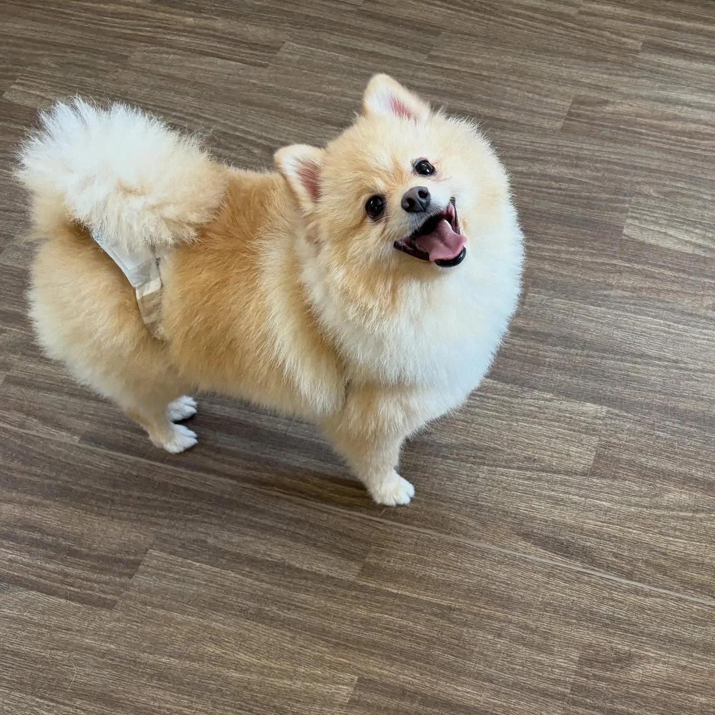 トリミングのセットメニューをご利用頂いたわんこたち🎶