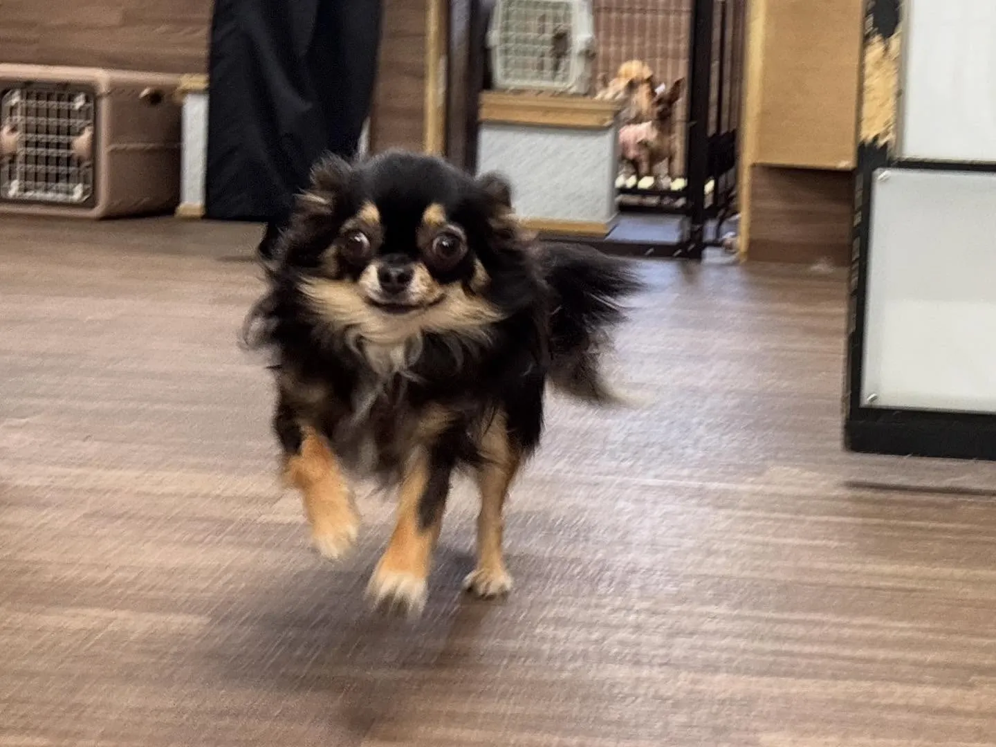 昨日は初イベントの体力測定イベント開催日でした🏃‍♂️🐾