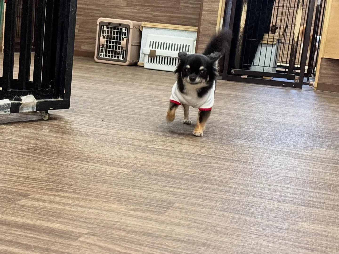 昨日は初イベントの体力測定イベント開催日でした🏃‍♂️🐾