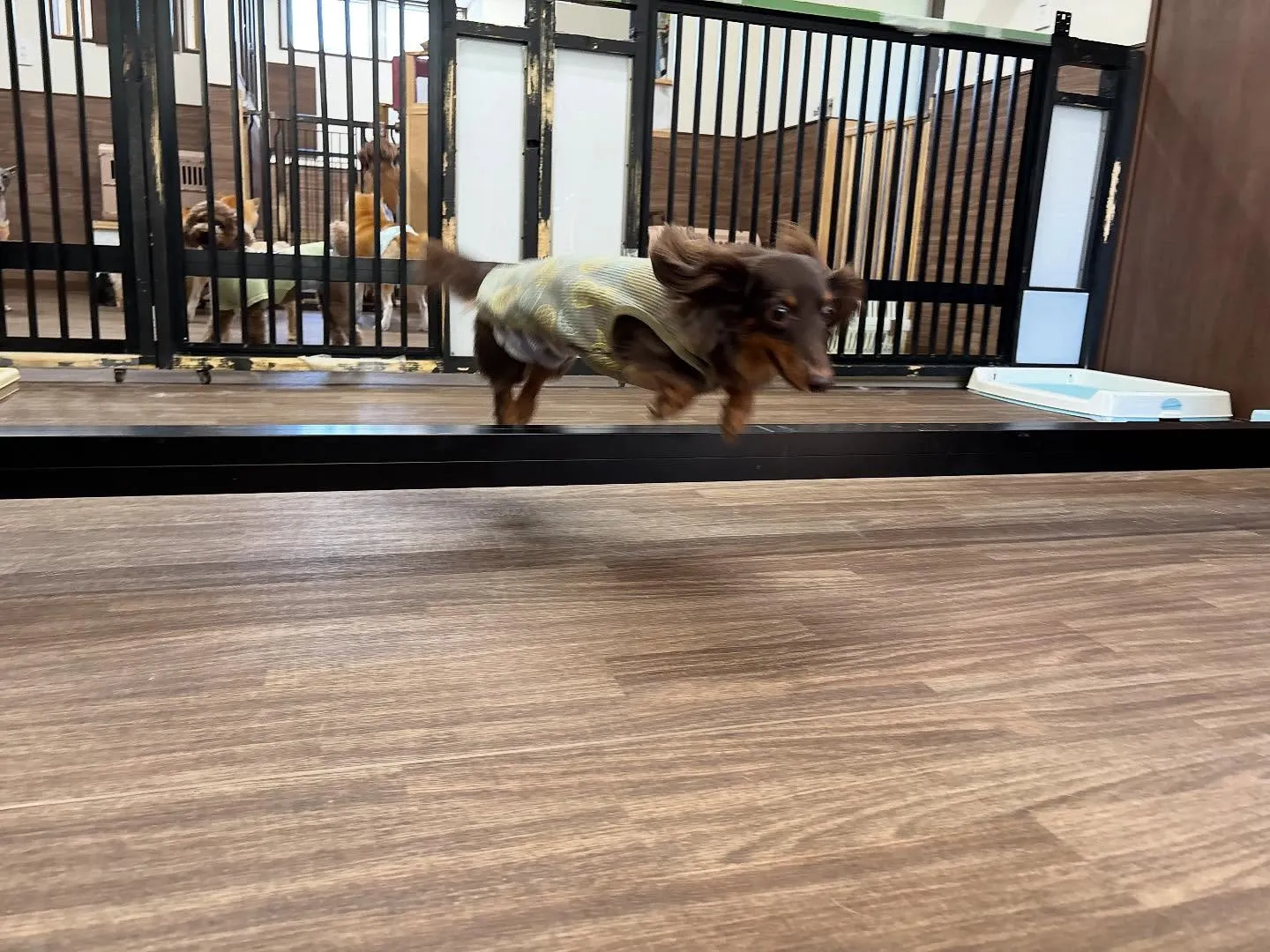 昨日は初イベントの体力測定イベント開催日でした🏃‍♂️🐾