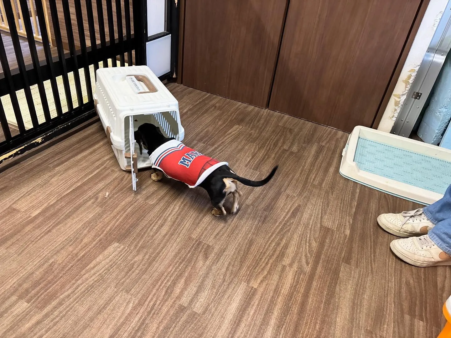 昨日は初イベントの体力測定イベント開催日でした🏃‍♂️🐾