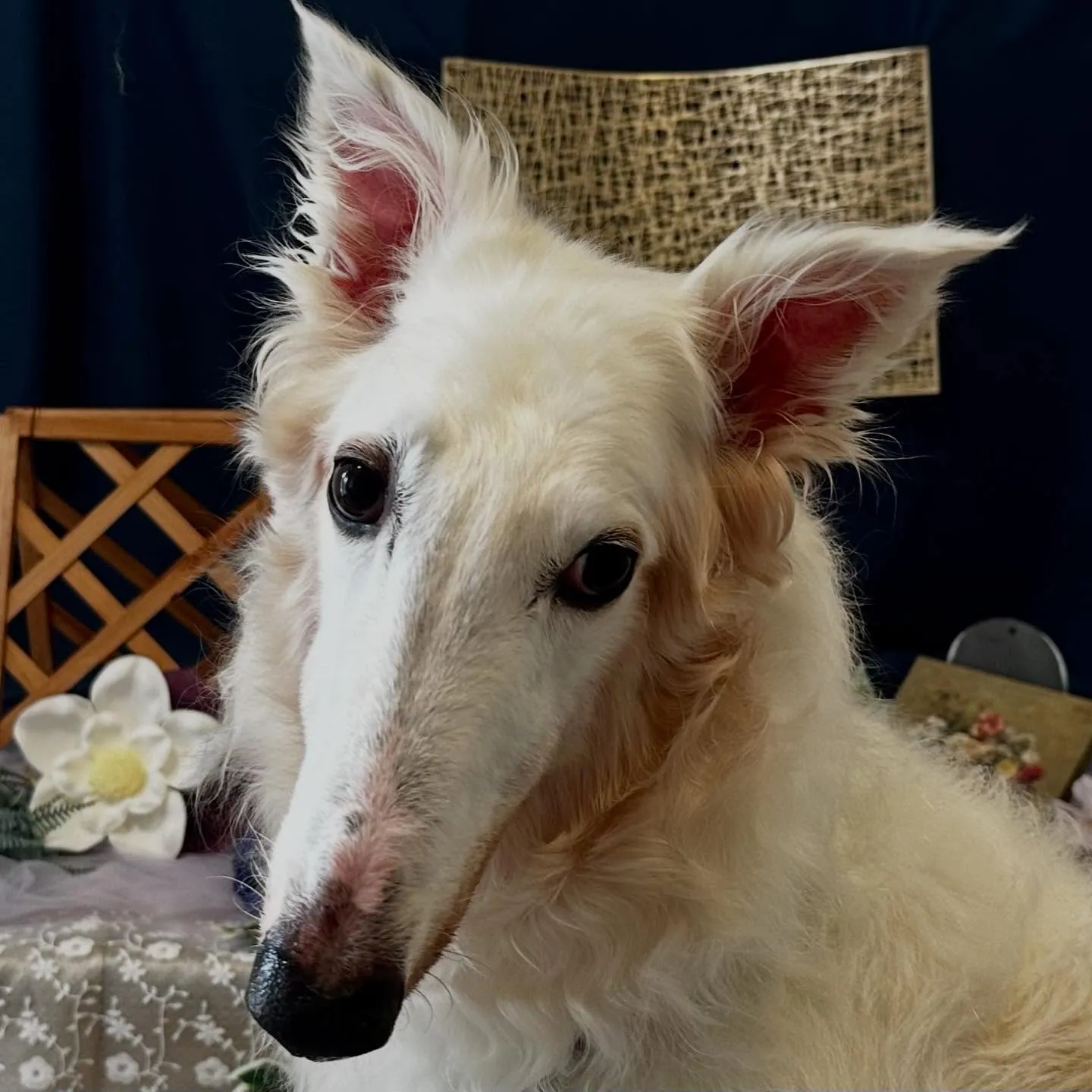 トリミングのセットメニューをご利用頂いたわんこたちです🐾