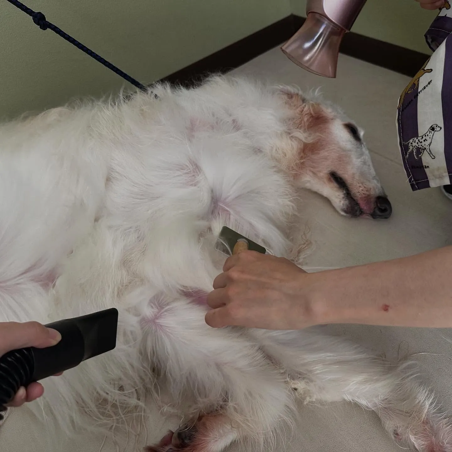 トリミングのセットメニューをご利用頂いたわんこたちです🐾