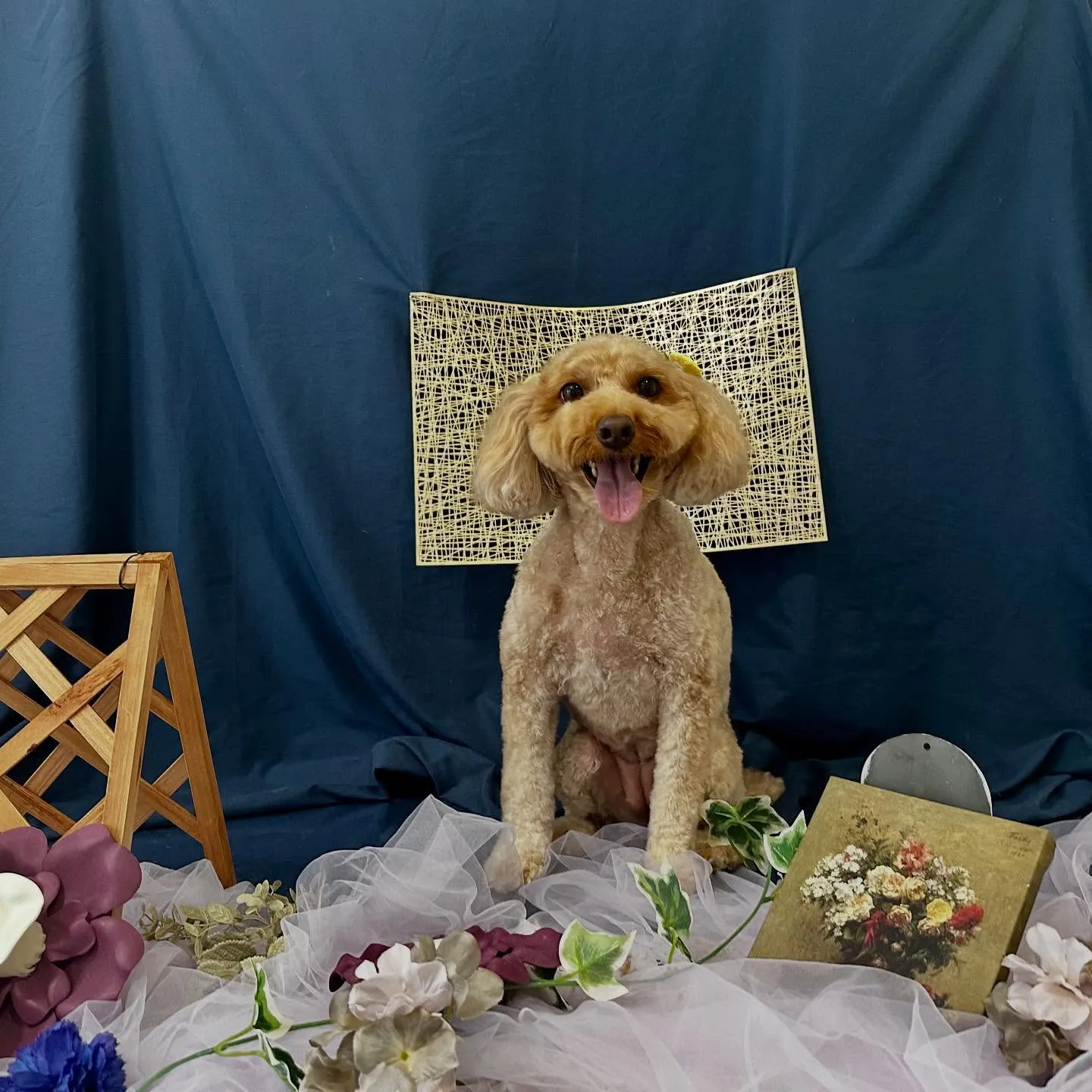 トリミングのセットメニューをご利用頂いたわんこたちです🐾