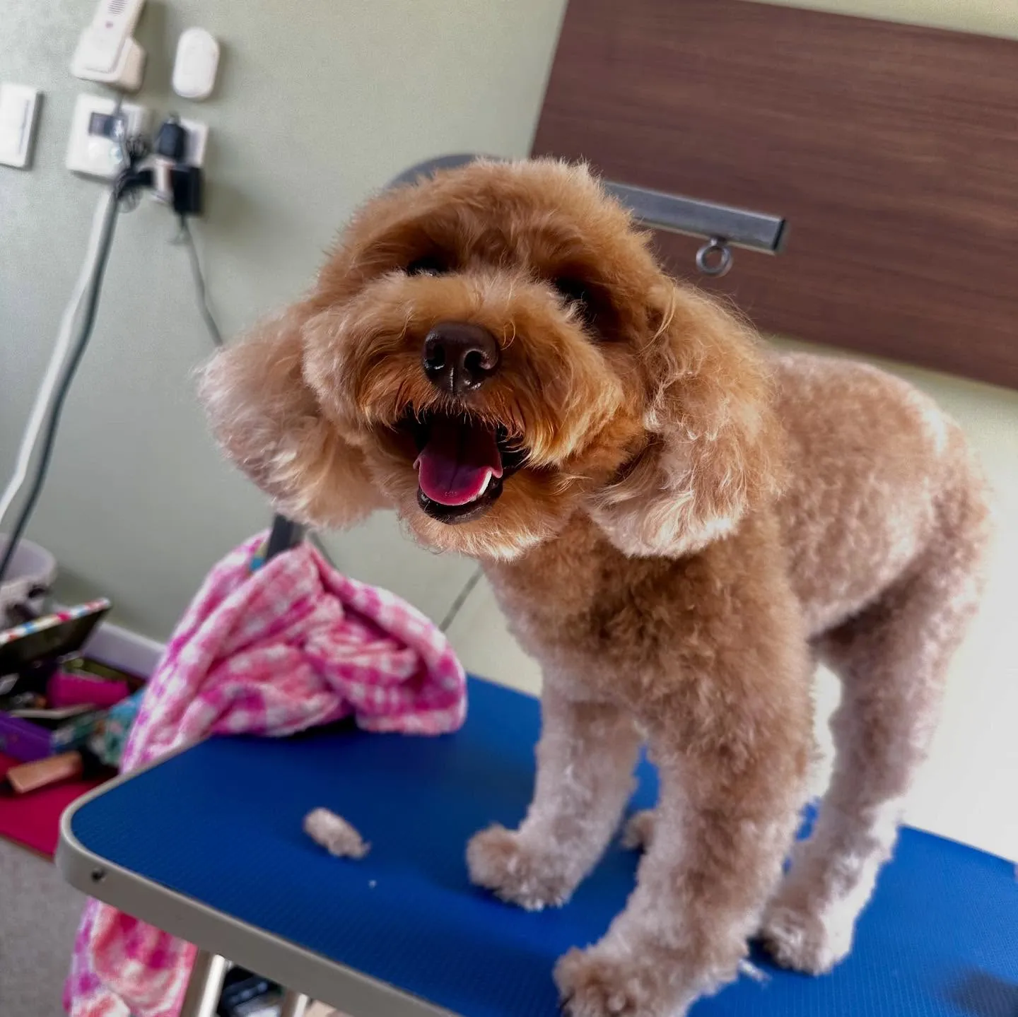 トリミングのセットメニューをご利用頂いたわんこたちです🐾