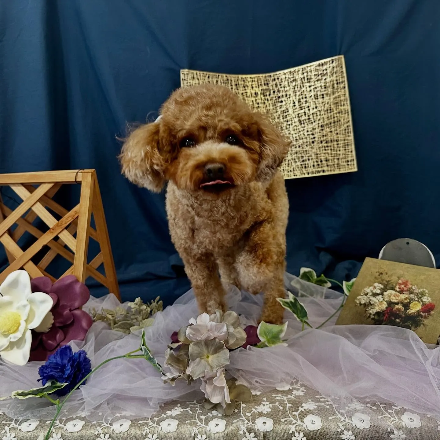 トリミングのセットメニューをご利用頂いたわんこたちです🐾