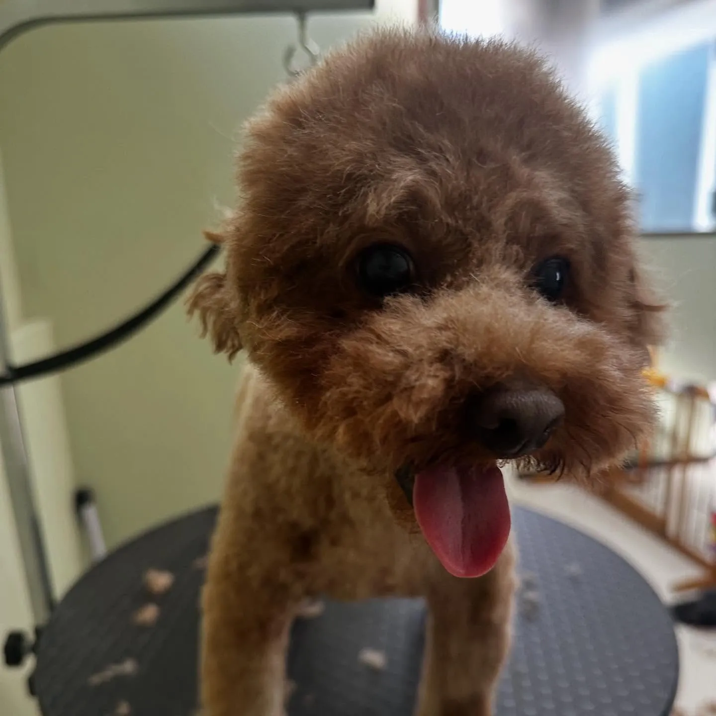 トリミングのセットメニューをご利用頂いたわんこたちです🐾