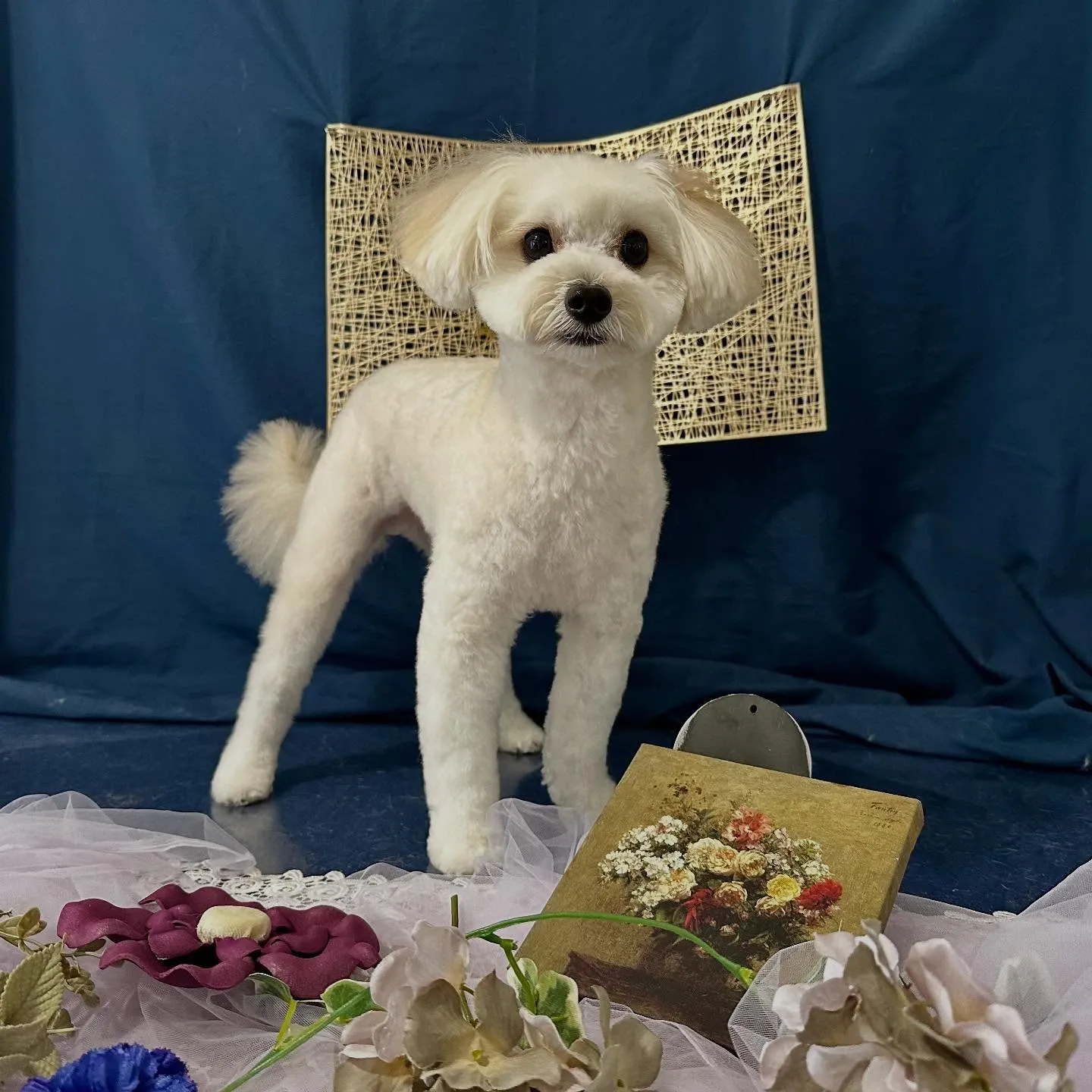 トリミングのセットメニューをご利用頂いたわんこたちです🐾