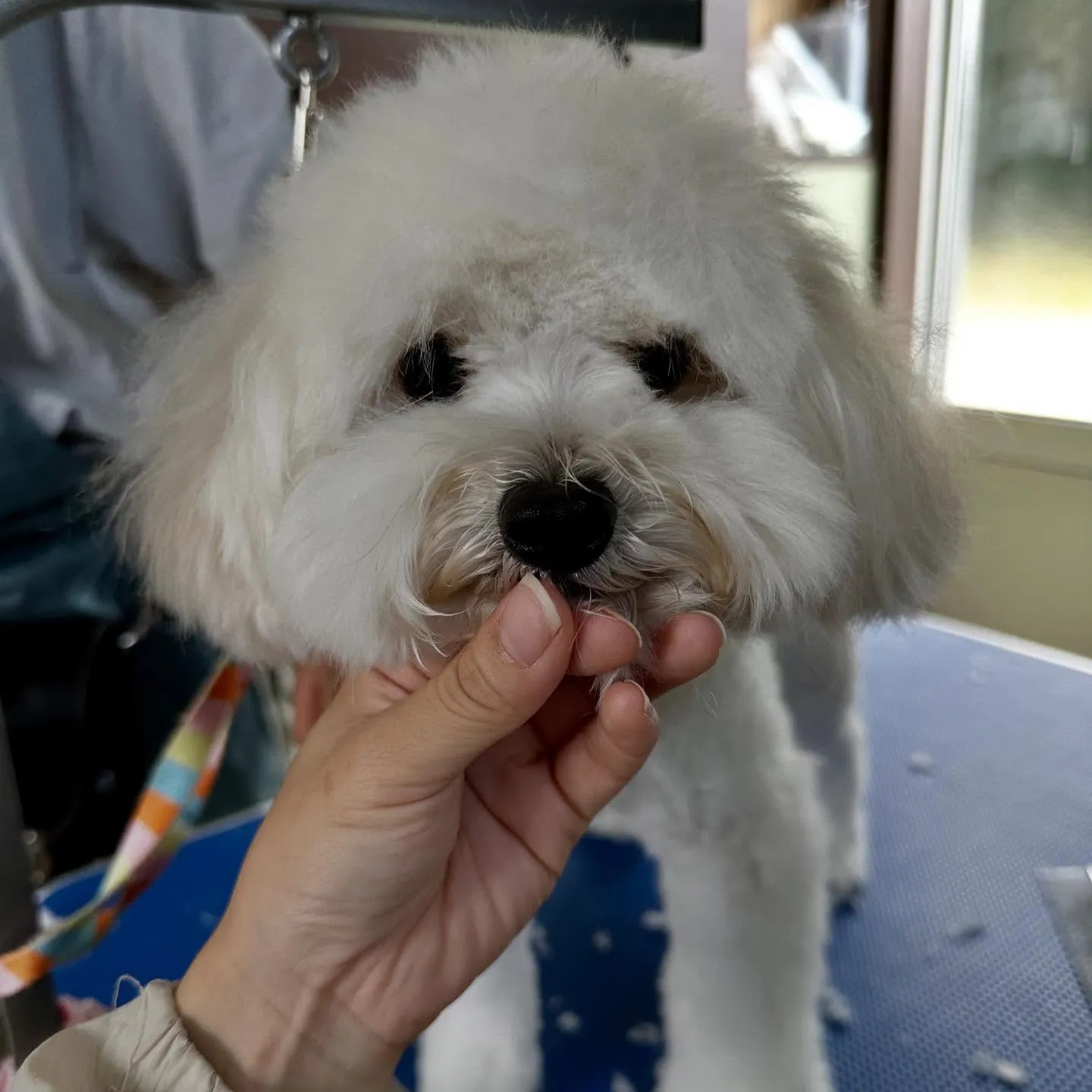 トリミングのセットメニューをご利用頂いたわんこたちです🐾