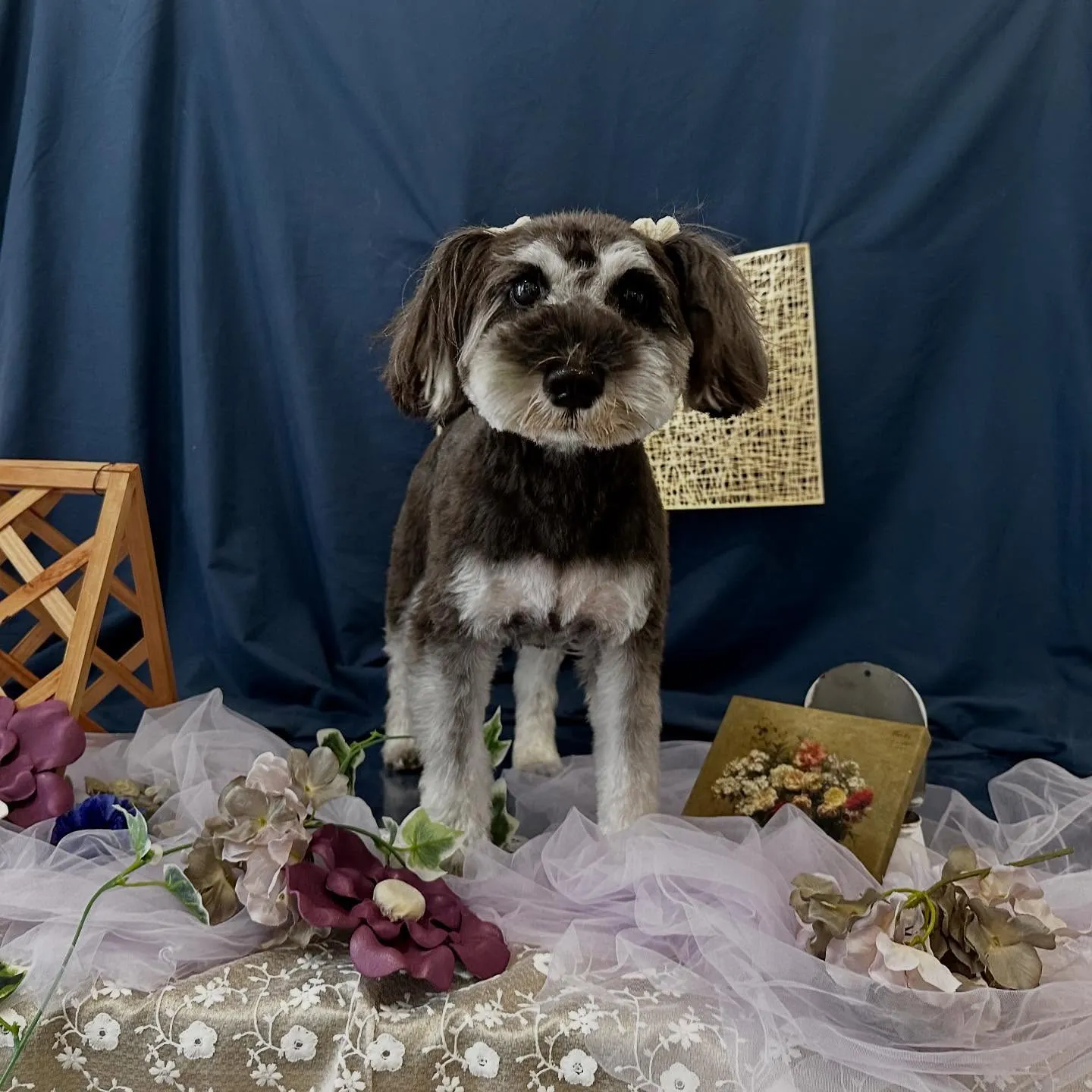 トリミングのセットメニューをご利用頂いたわんこたちです🐾