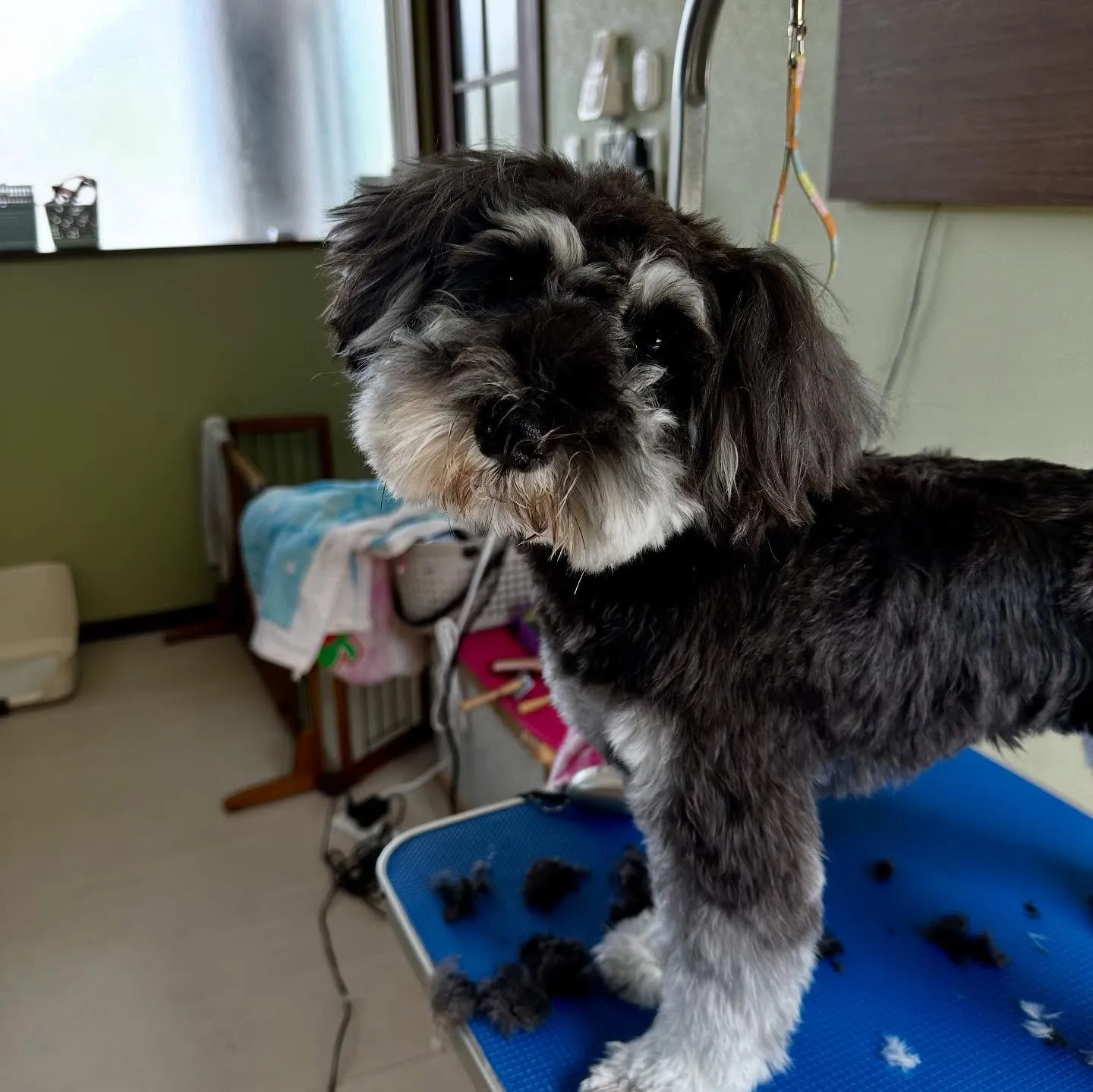 トリミングのセットメニューをご利用頂いたわんこたちです🐾