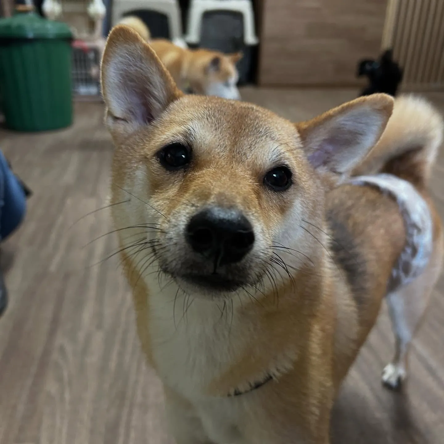 【オリジナル卓上カレンダーの販売受付開始します！】