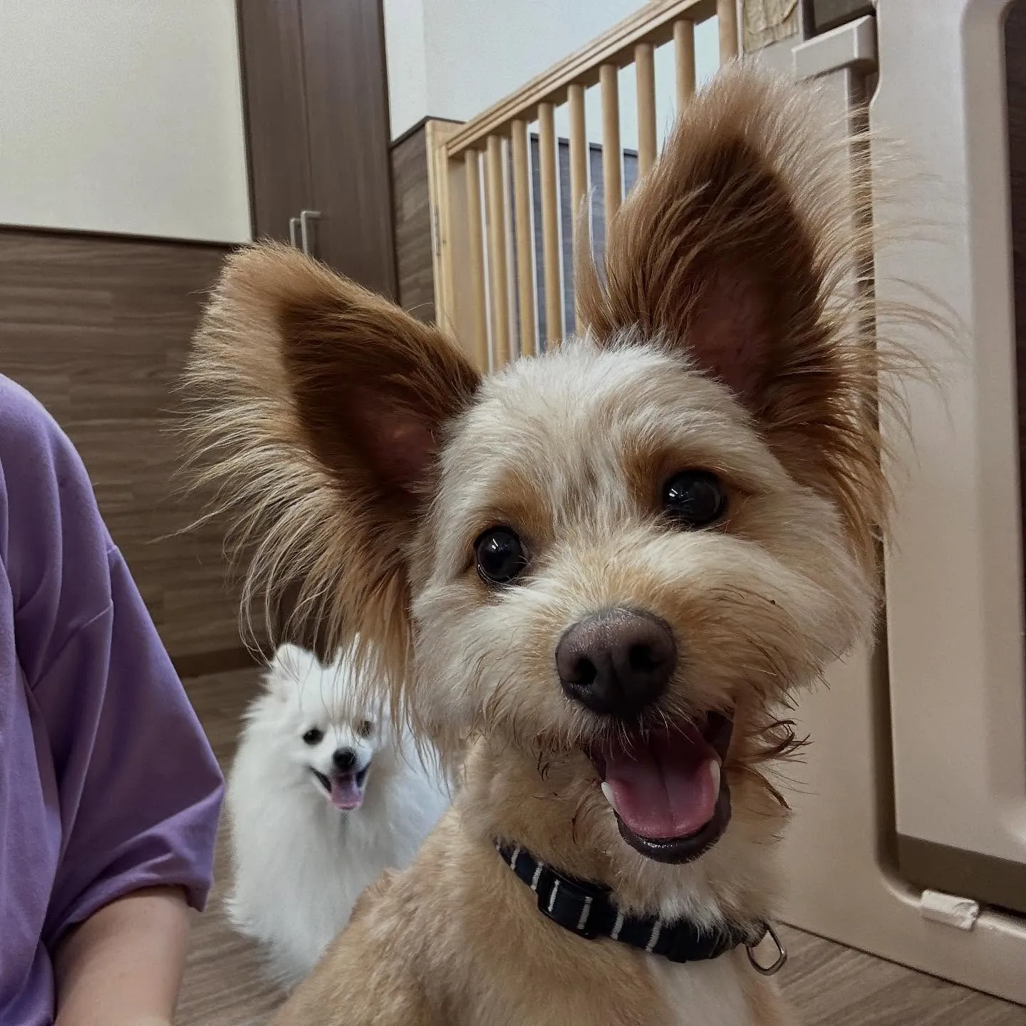 【オリジナル卓上カレンダーの販売受付開始します！】