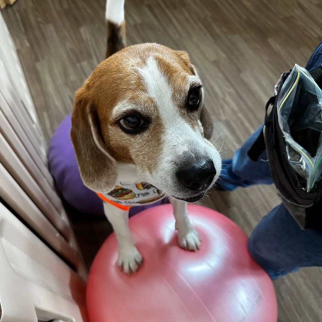 【オリジナル卓上カレンダーの販売受付開始します！】