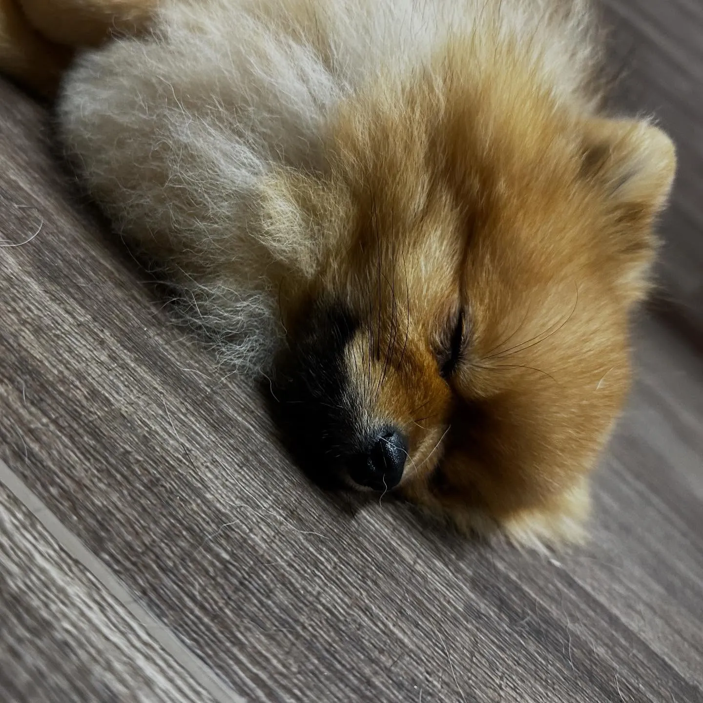 【オリジナル卓上カレンダーの販売受付開始します！】