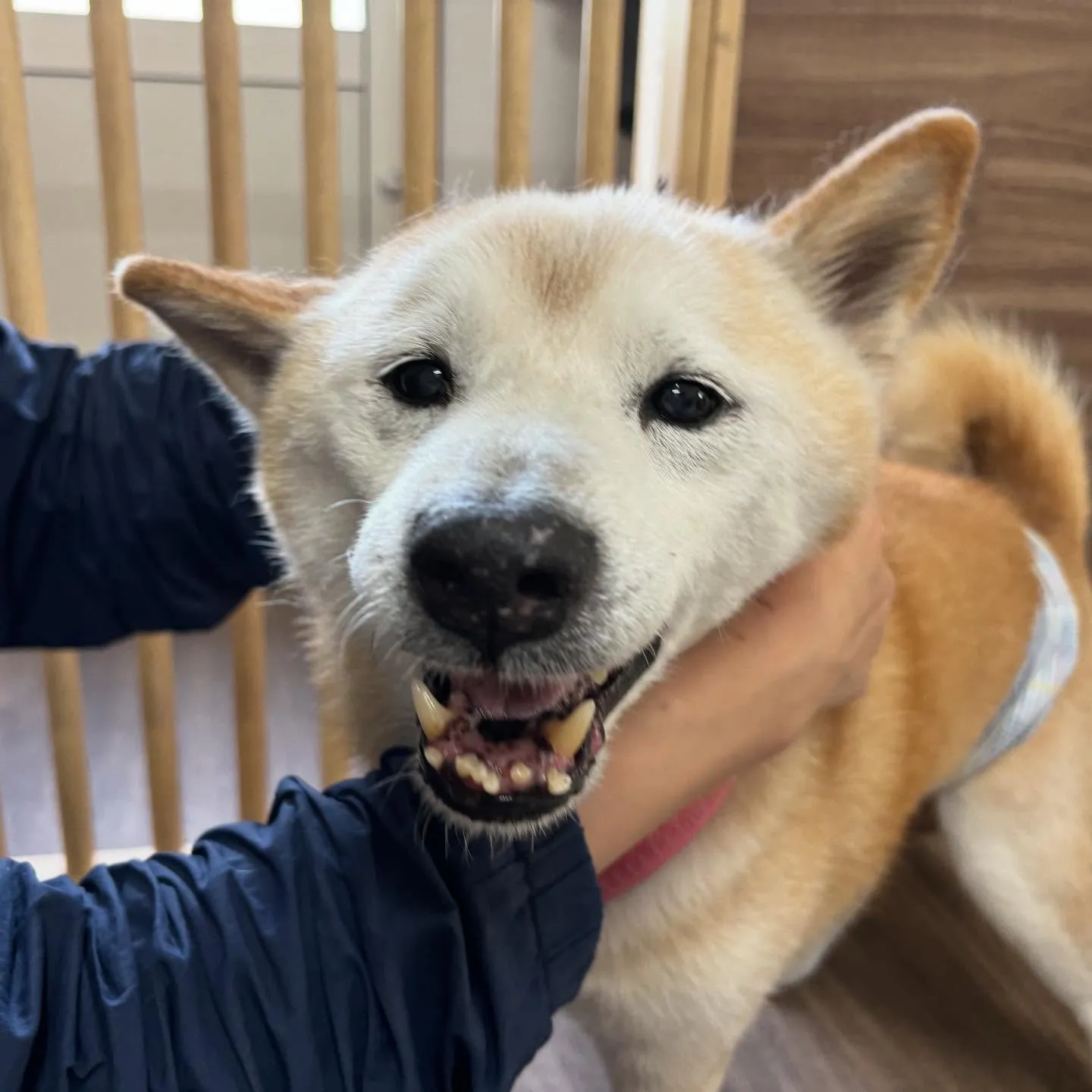 【オリジナル卓上カレンダーの販売受付開始します！】