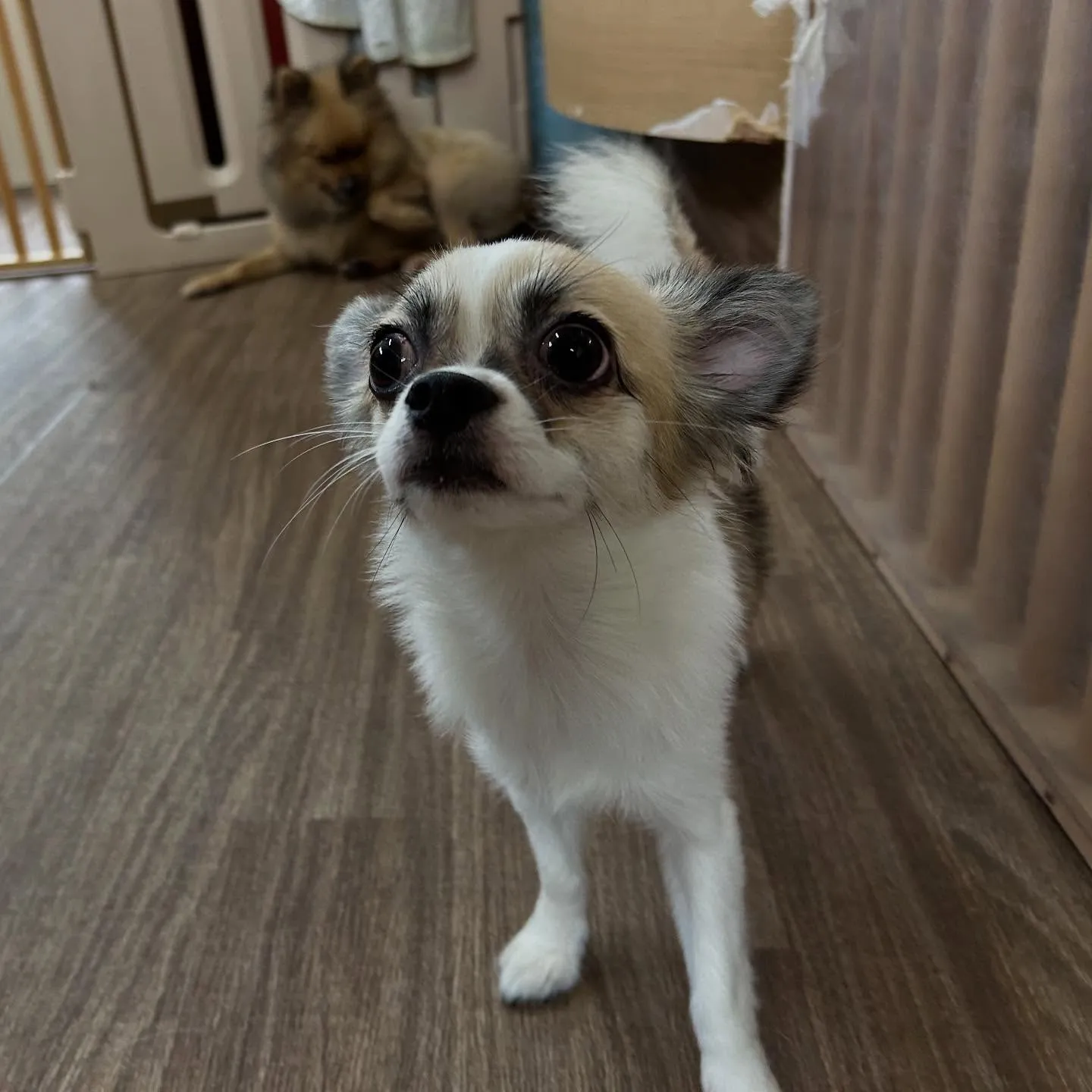 トリミングのセットメニューをご利用頂いたわんこたちです🐶