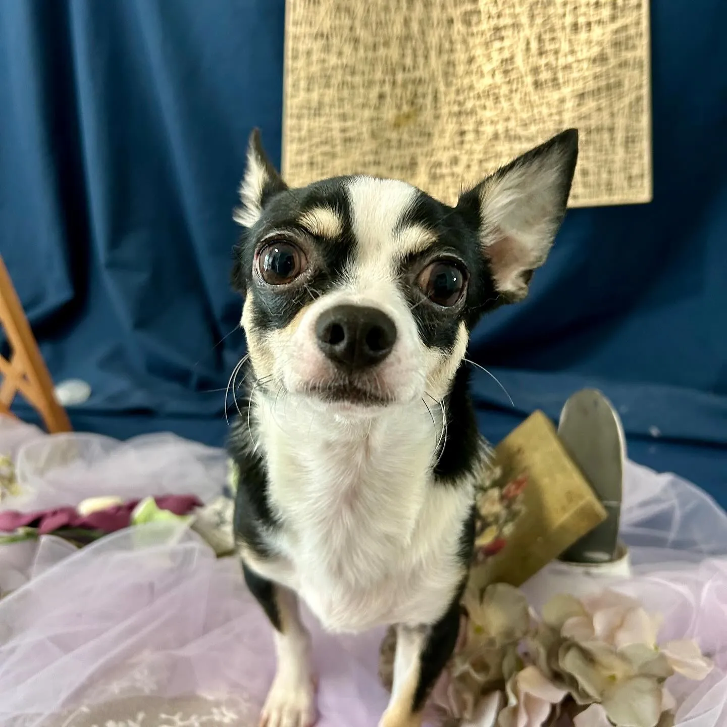 トリミングのセットメニューをご利用頂いたわんこたちです🐶