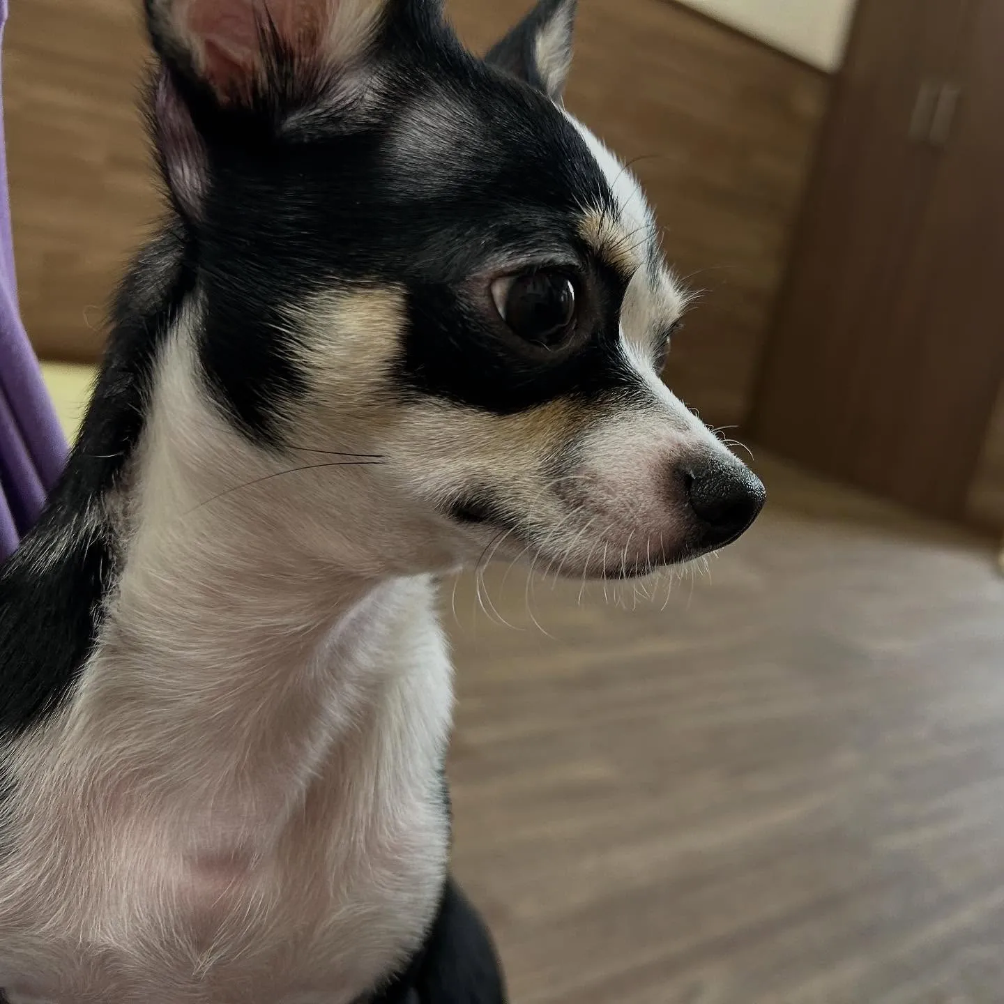 トリミングのセットメニューをご利用頂いたわんこたちです🐶