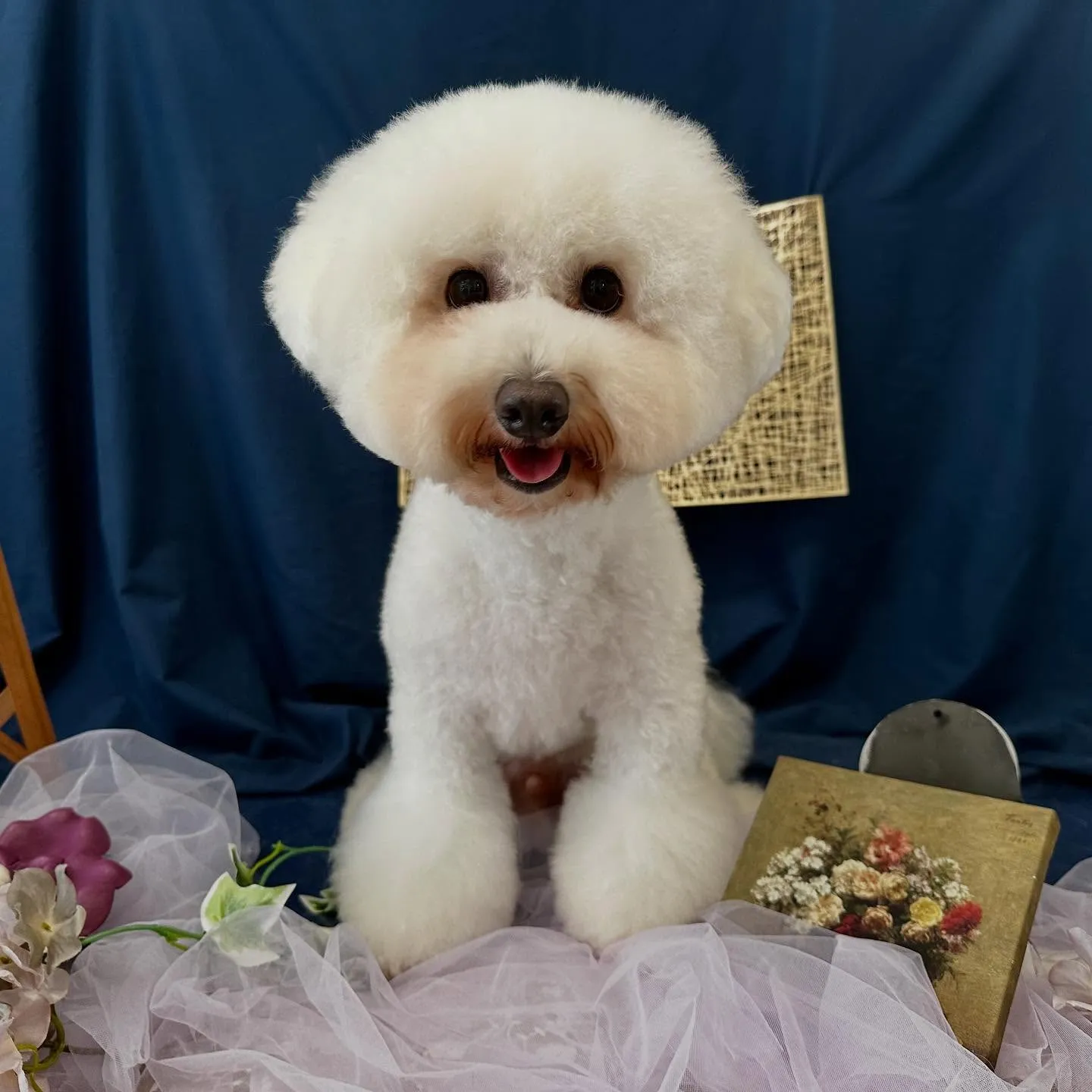 トリミングのセットメニューをご利用頂いたわんこたちです🐶