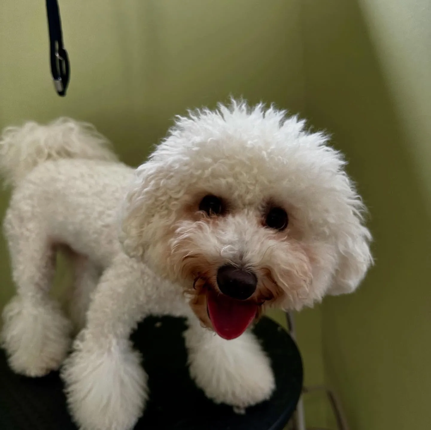 トリミングのセットメニューをご利用頂いたわんこたちです🐶