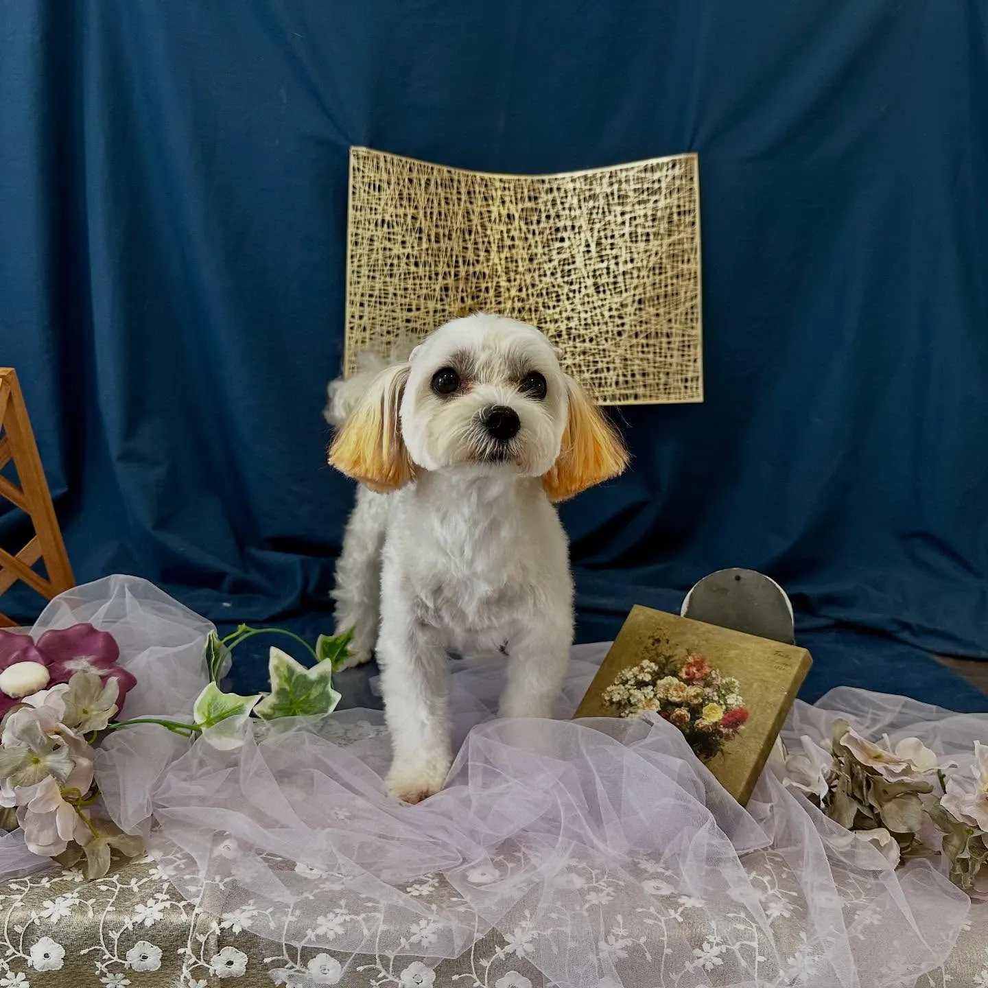 トリミングのセットメニューをご利用頂いたわんこたちです🐶