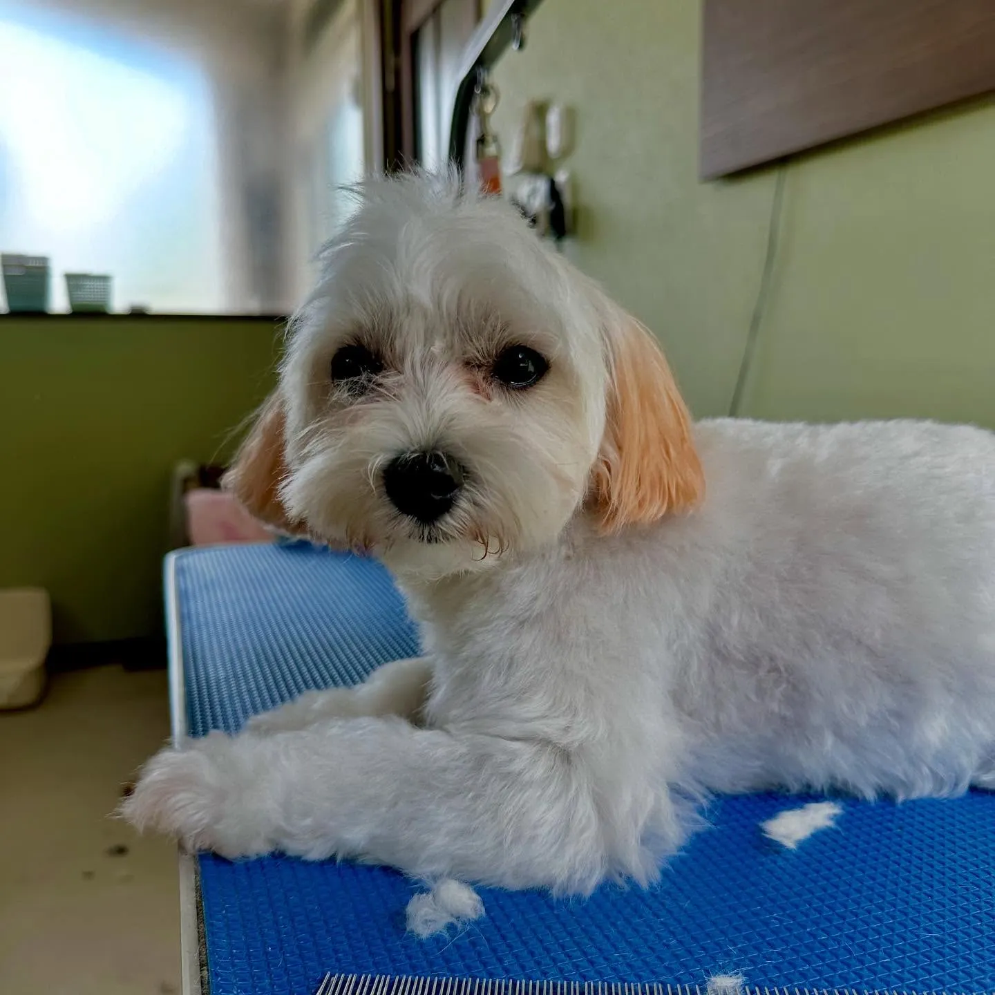 トリミングのセットメニューをご利用頂いたわんこたちです🐶