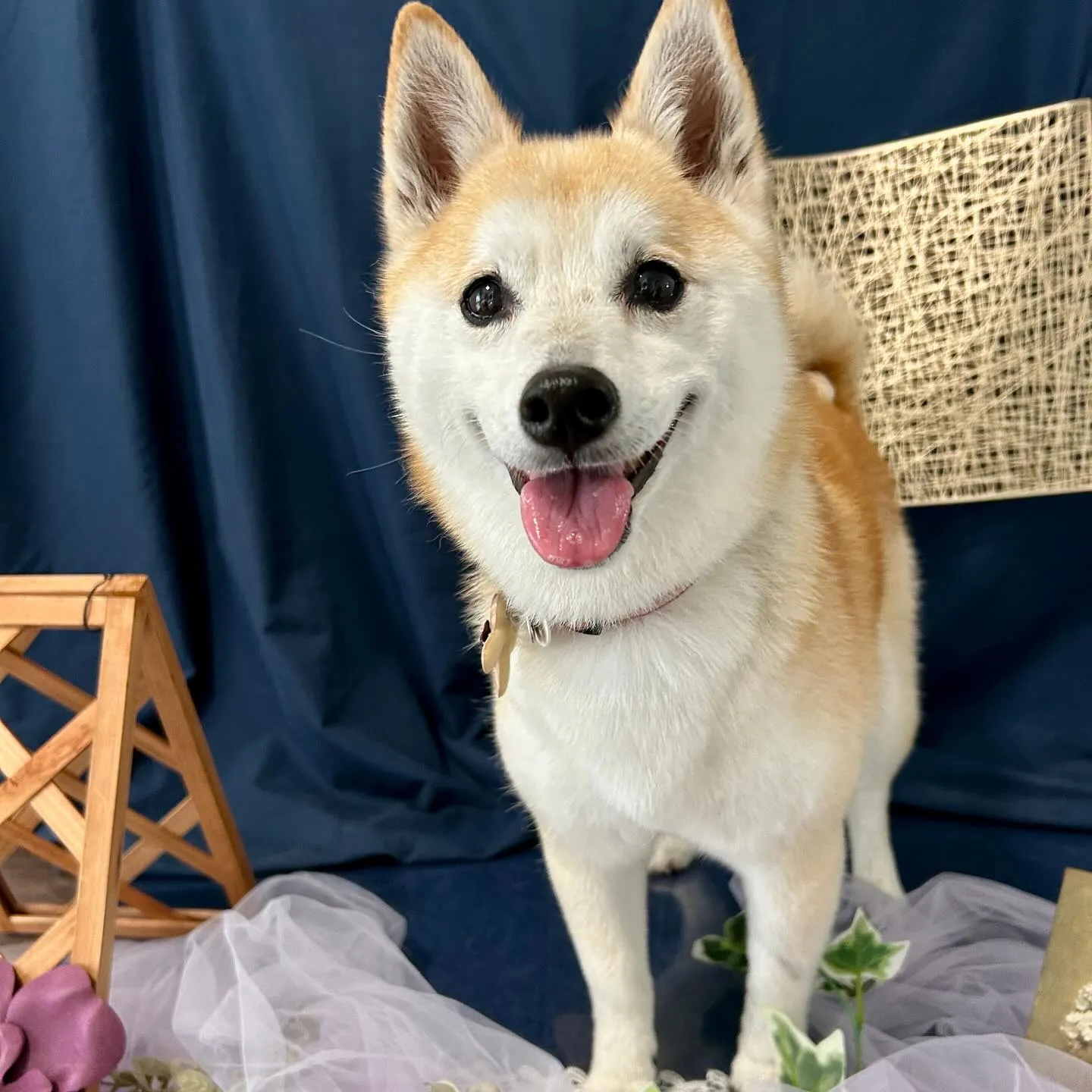 トリミングのセットメニューをご利用頂いたわんこたちです🐶