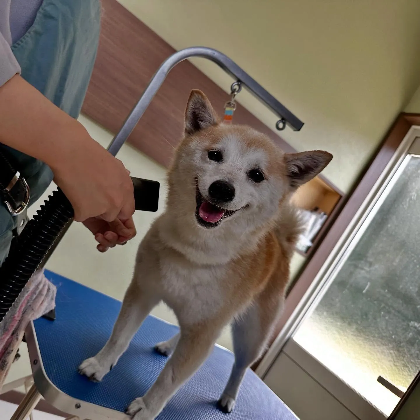 トリミングのセットメニューをご利用頂いたわんこたちです🐶