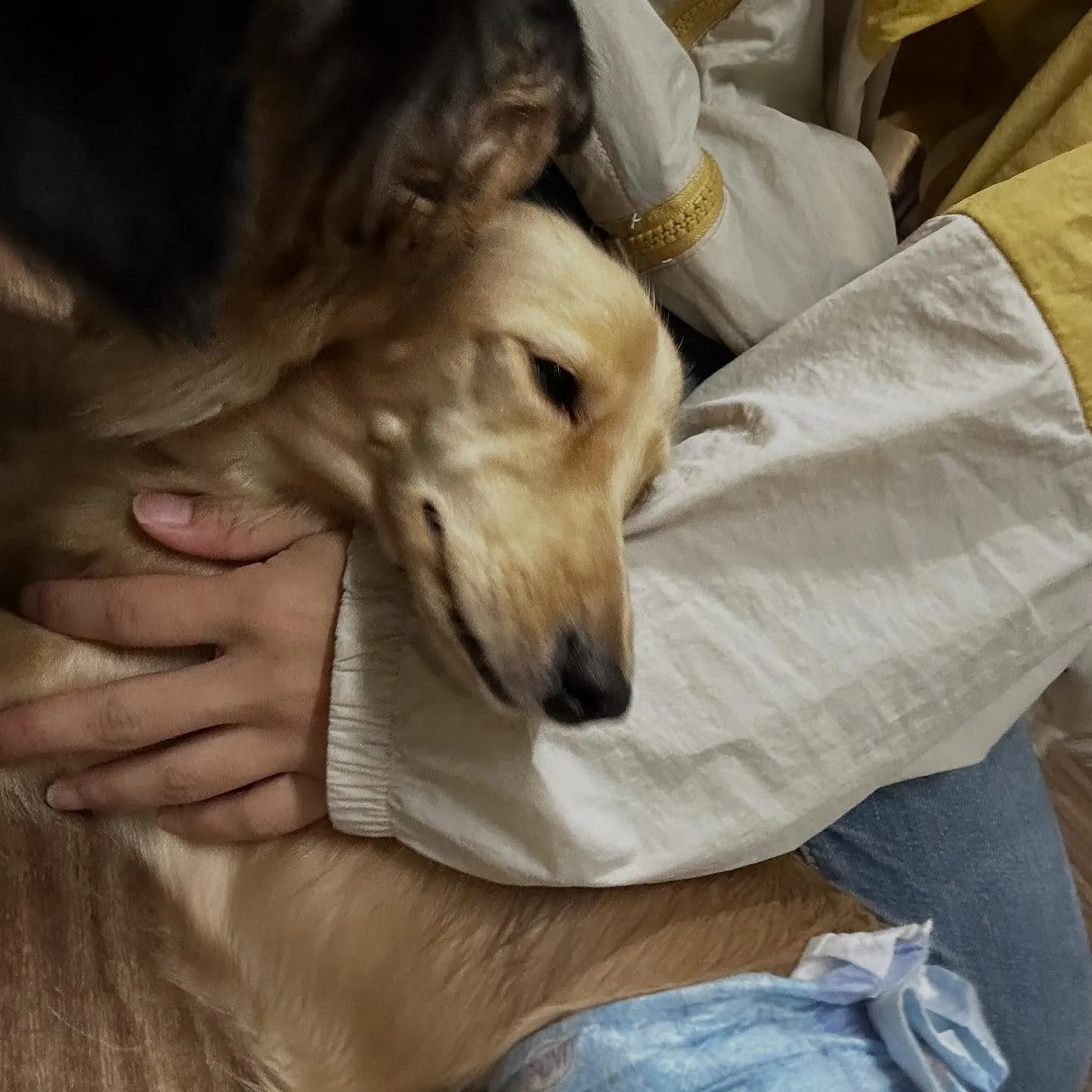 トリミングのセットメニューをご利用頂いたわんこたちです🥰