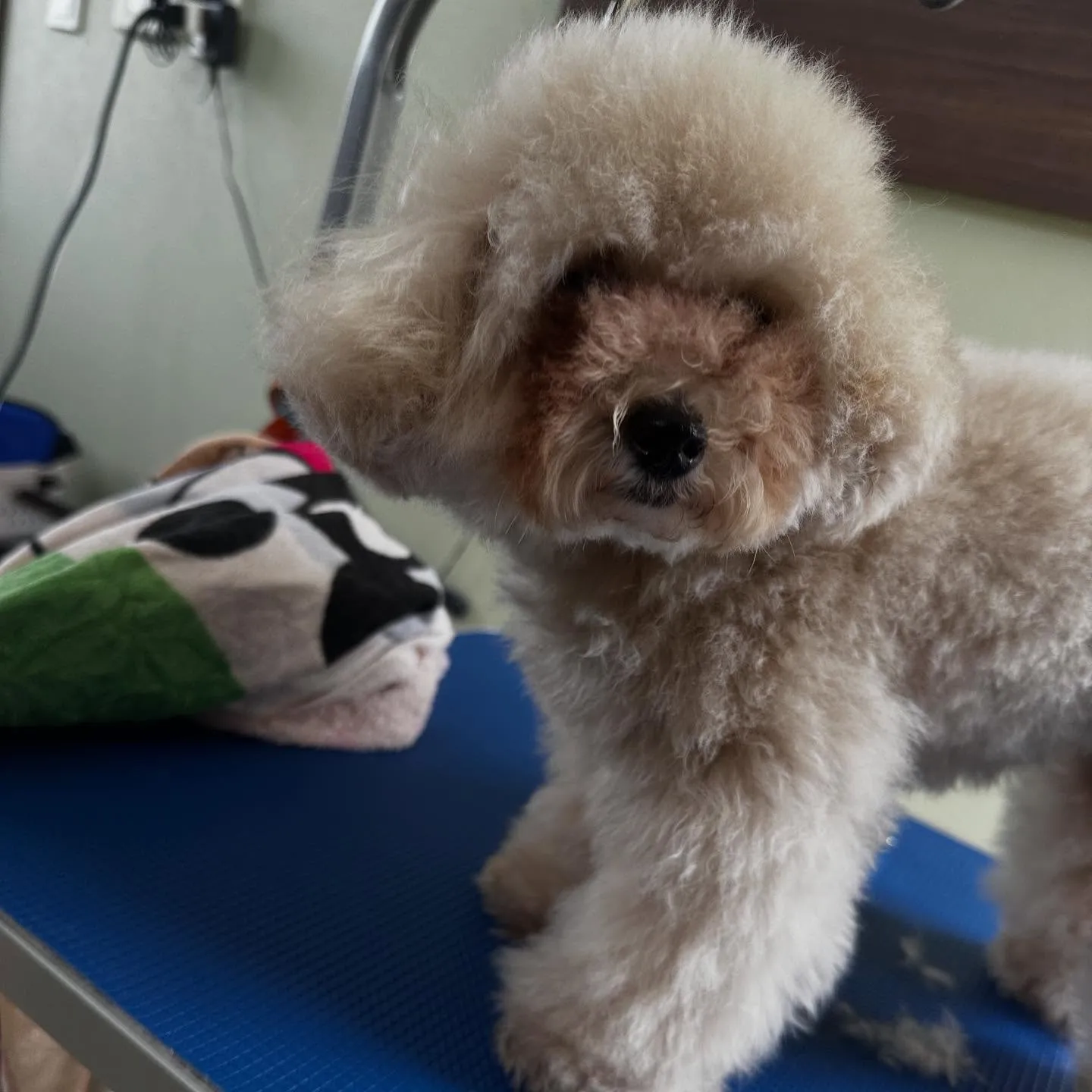 トリミングのセットメニューをご利用頂いたわんこたちです🥰