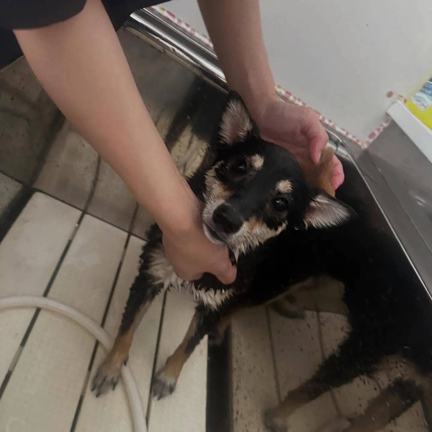 トリミングのセットメニューをご利用頂いたわんこたちです🥰