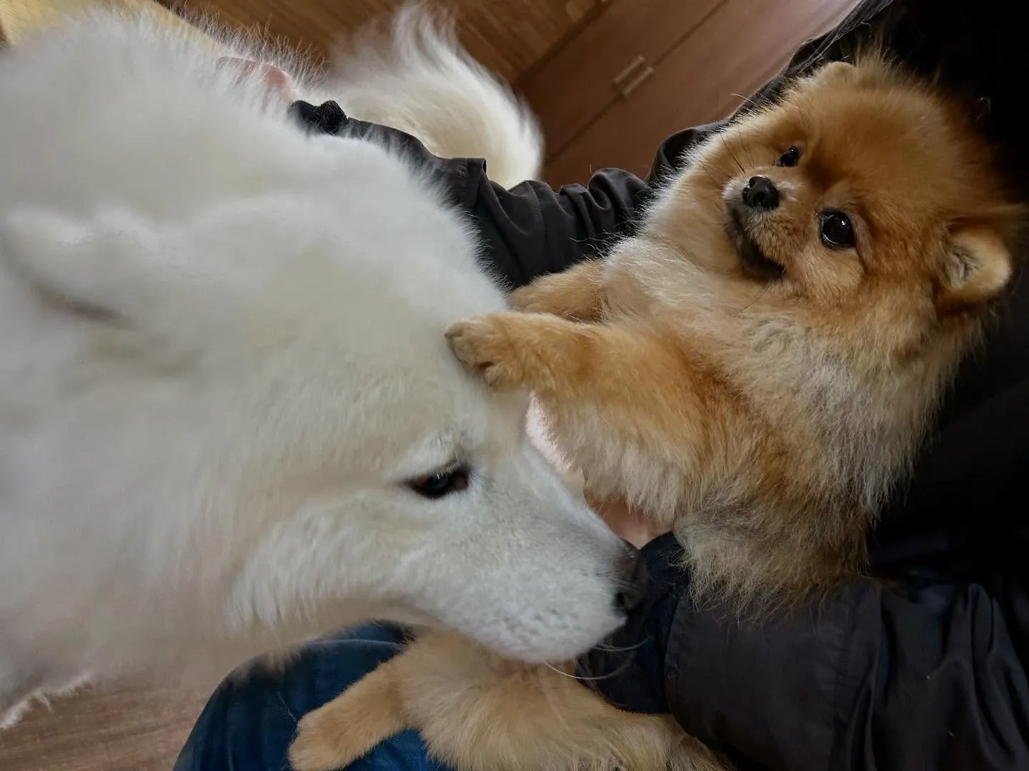 賞味期限が近いため値下げになっている商品です🎶