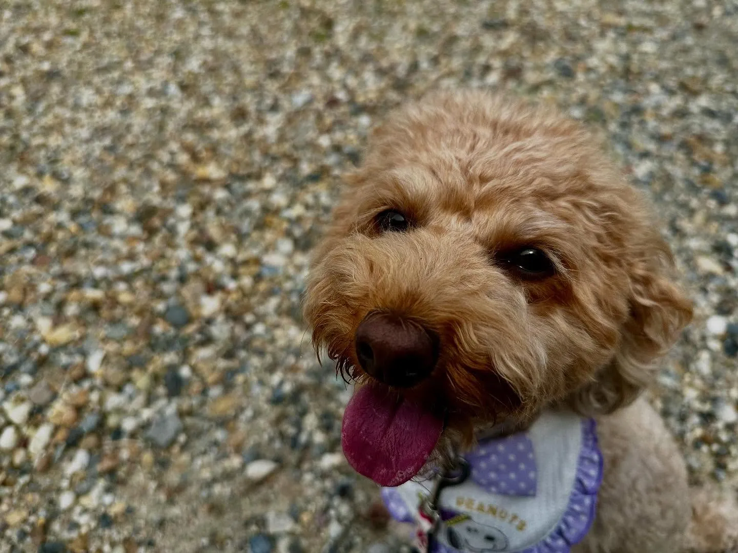 賞味期限が近いため値下げになっている商品です🎶