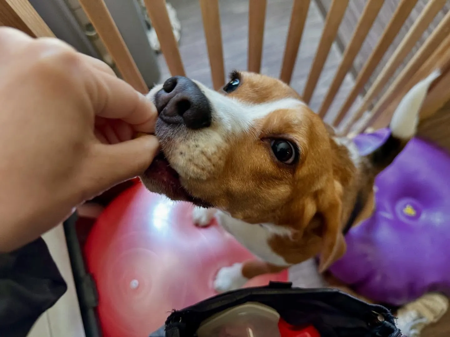 賞味期限が近いため値下げになっている商品です🎶