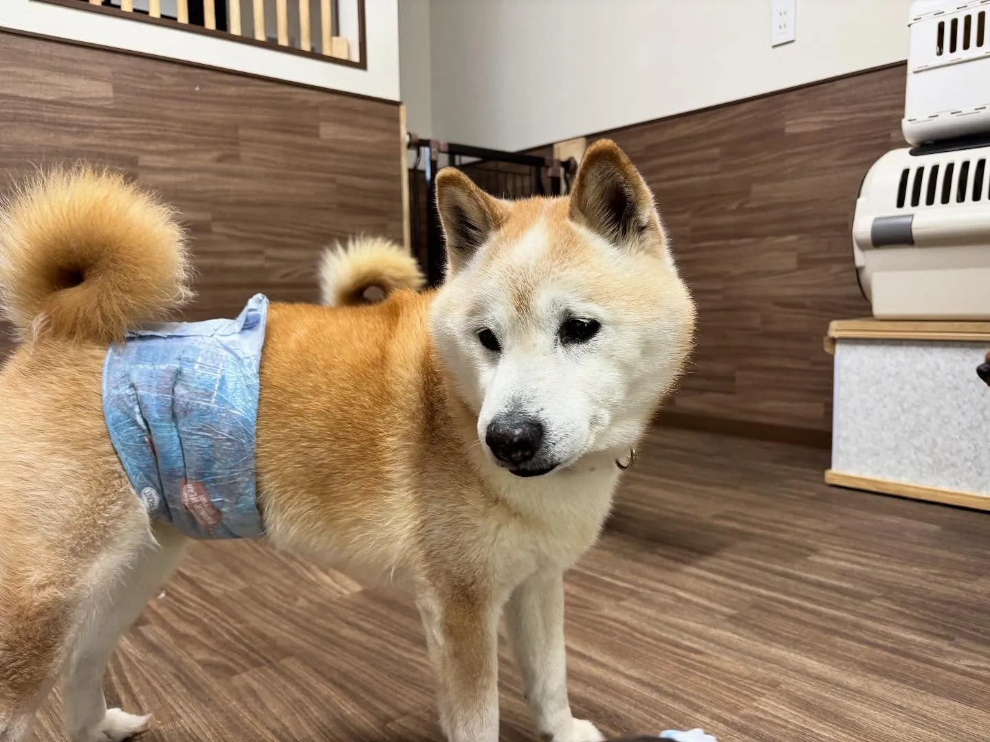 賞味期限が近いため値下げになっている商品です🎶