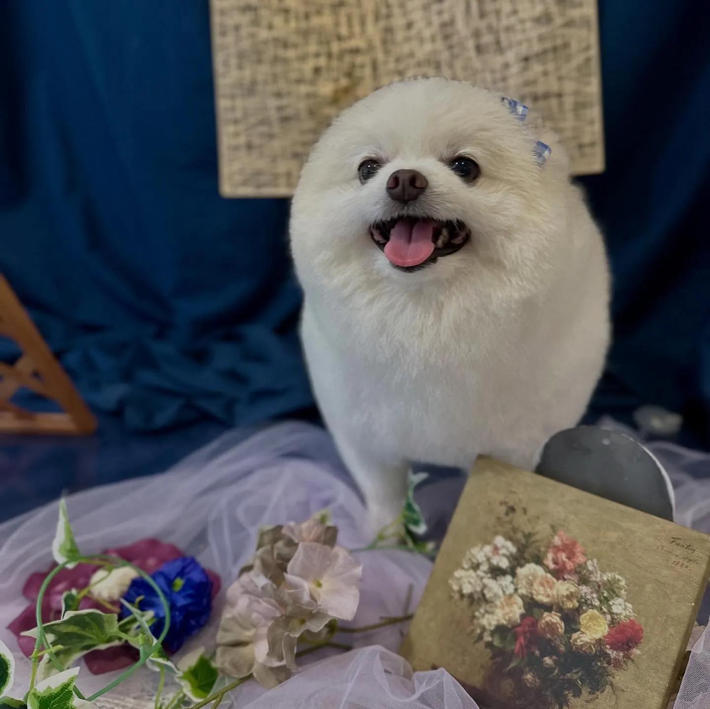 トリミングのセットメニューをご利用頂いたわんこたちです🐾