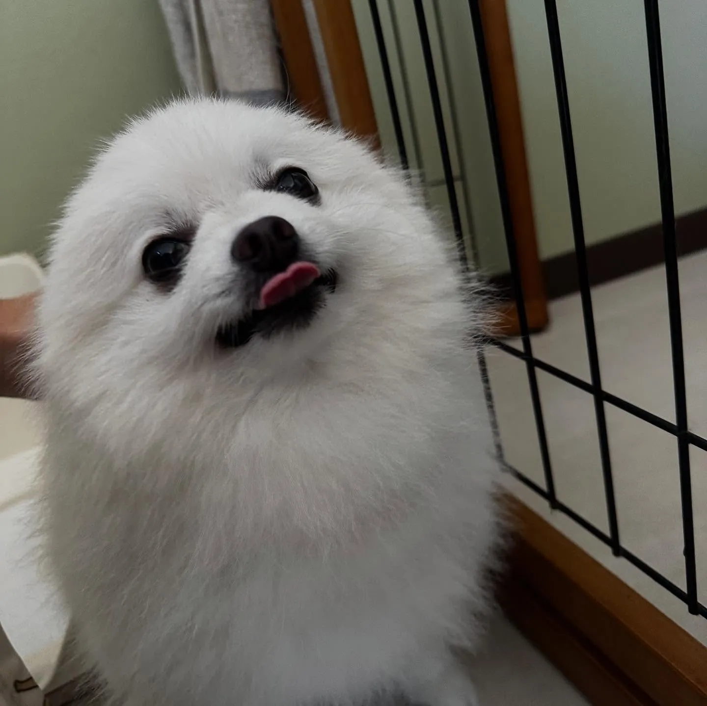 トリミングのセットメニューをご利用頂いたわんこたちです🐾