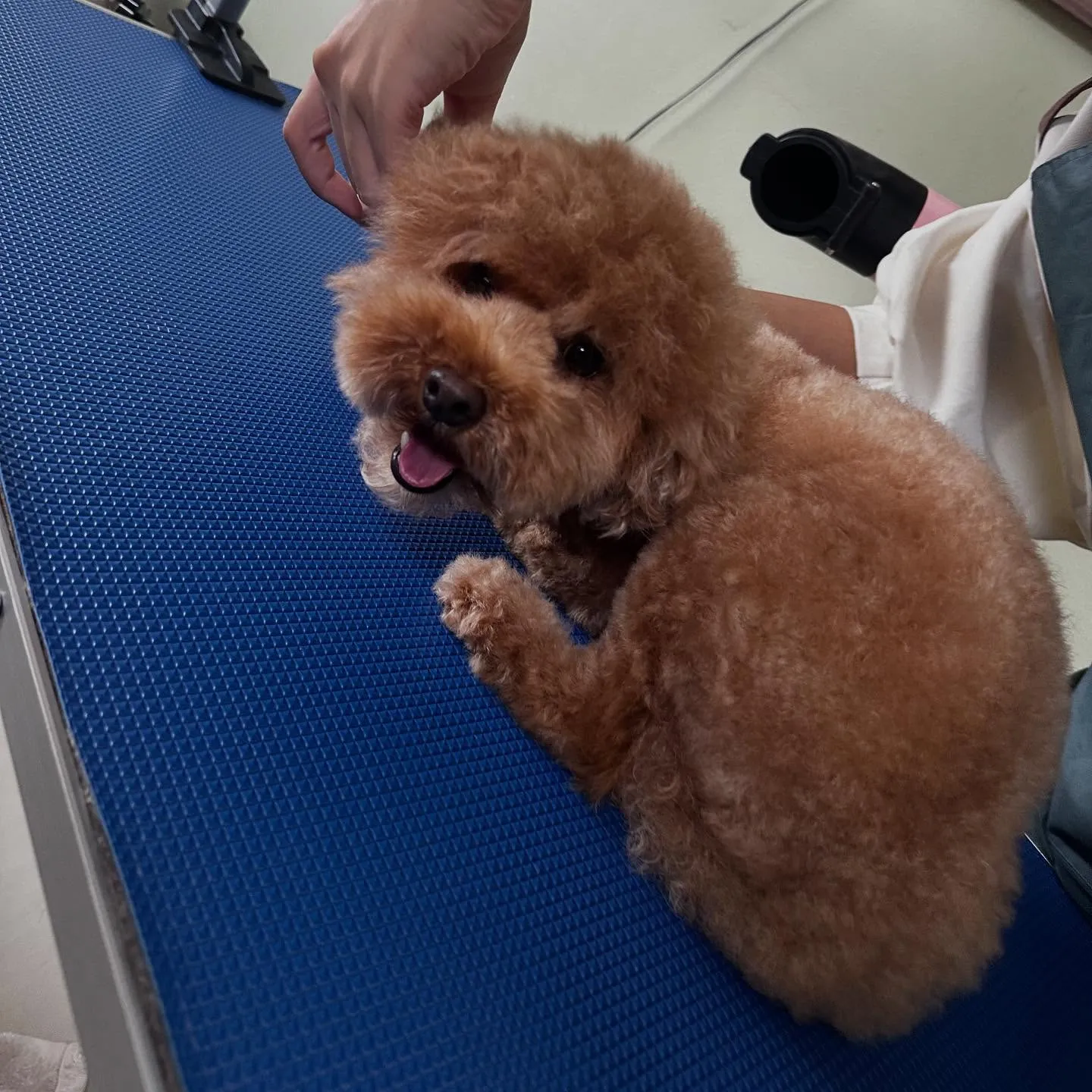 トリミングのセットメニューをご利用頂いたわんこたちです🐾