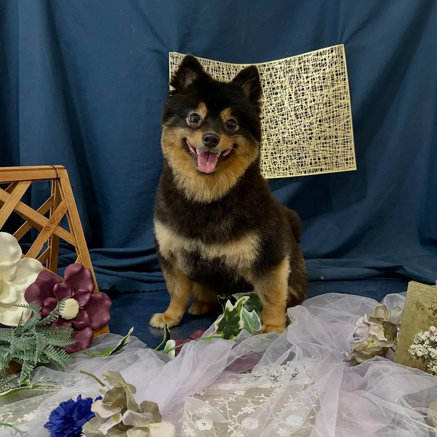 トリミングのセットメニューをご利用頂いたわんこたちです🐾