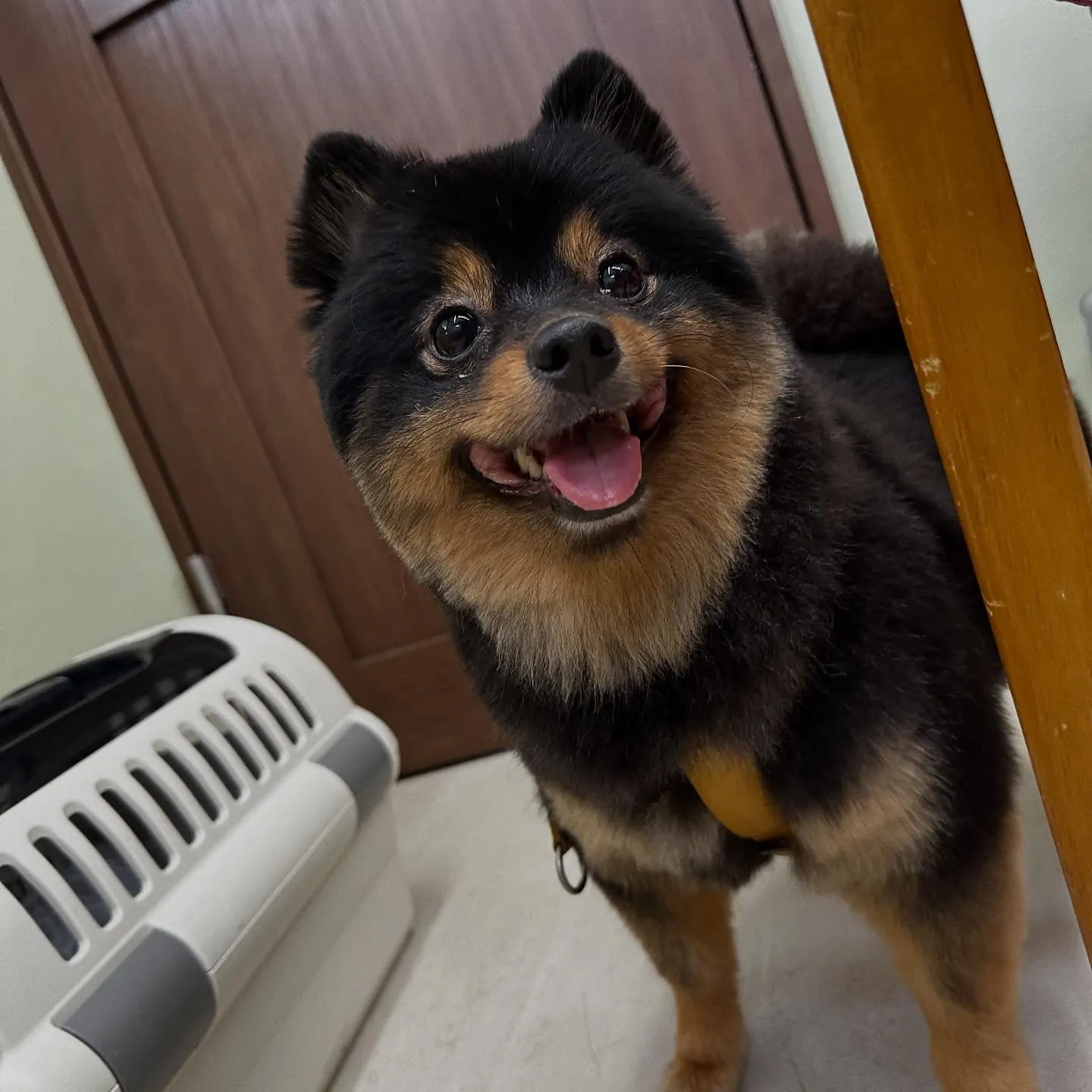 トリミングのセットメニューをご利用頂いたわんこたちです🐾